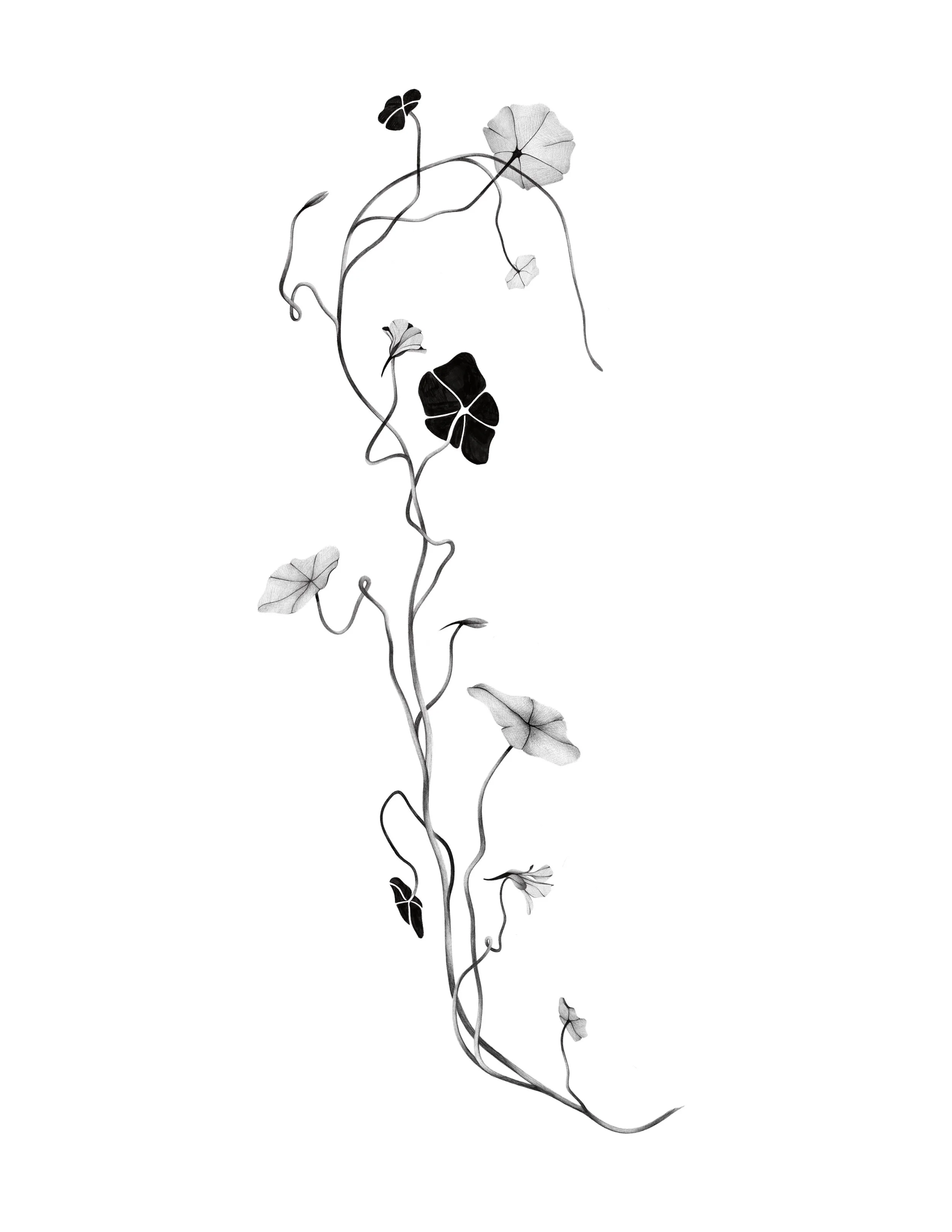 nasturtiums -1 
  25in min