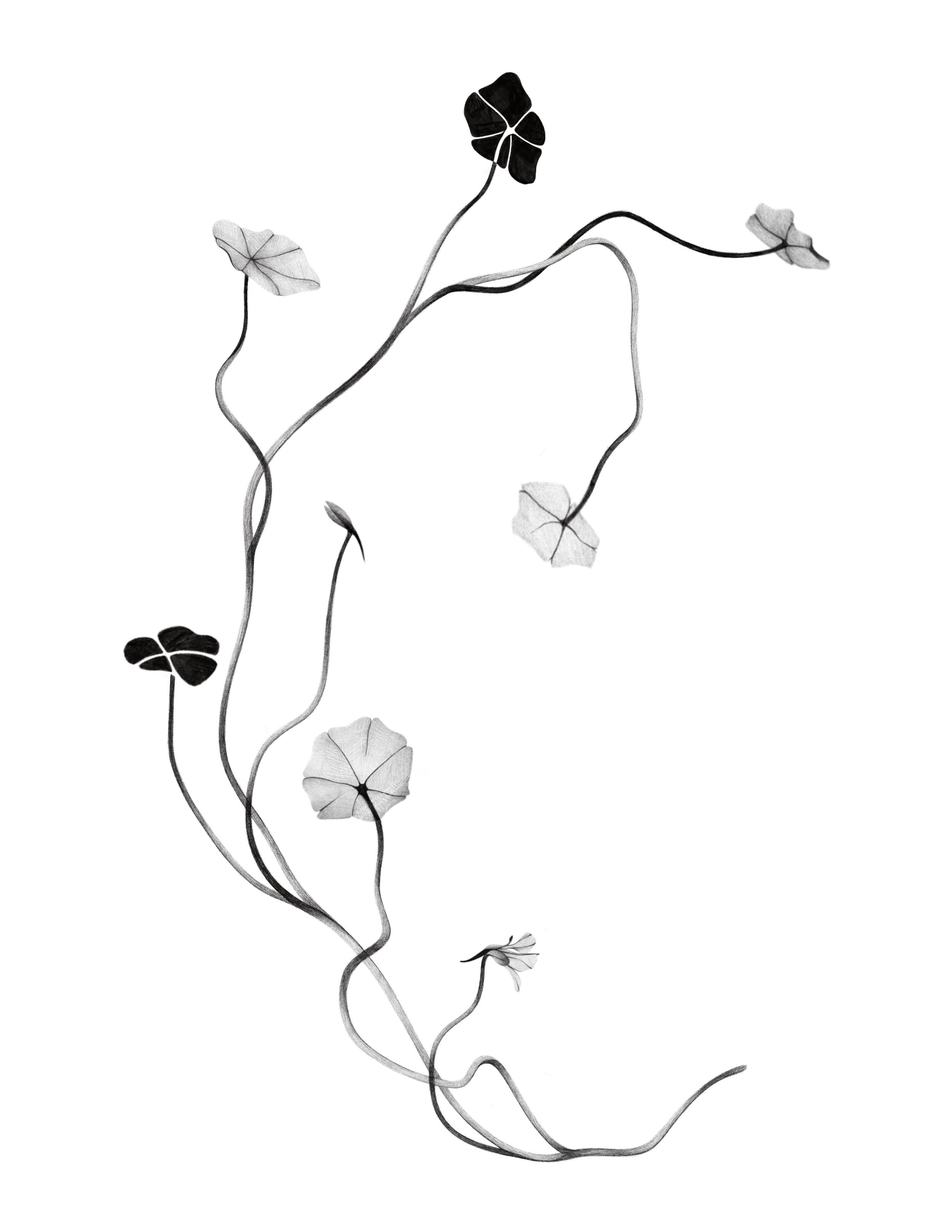 nasturtiums - 2
   12 in min