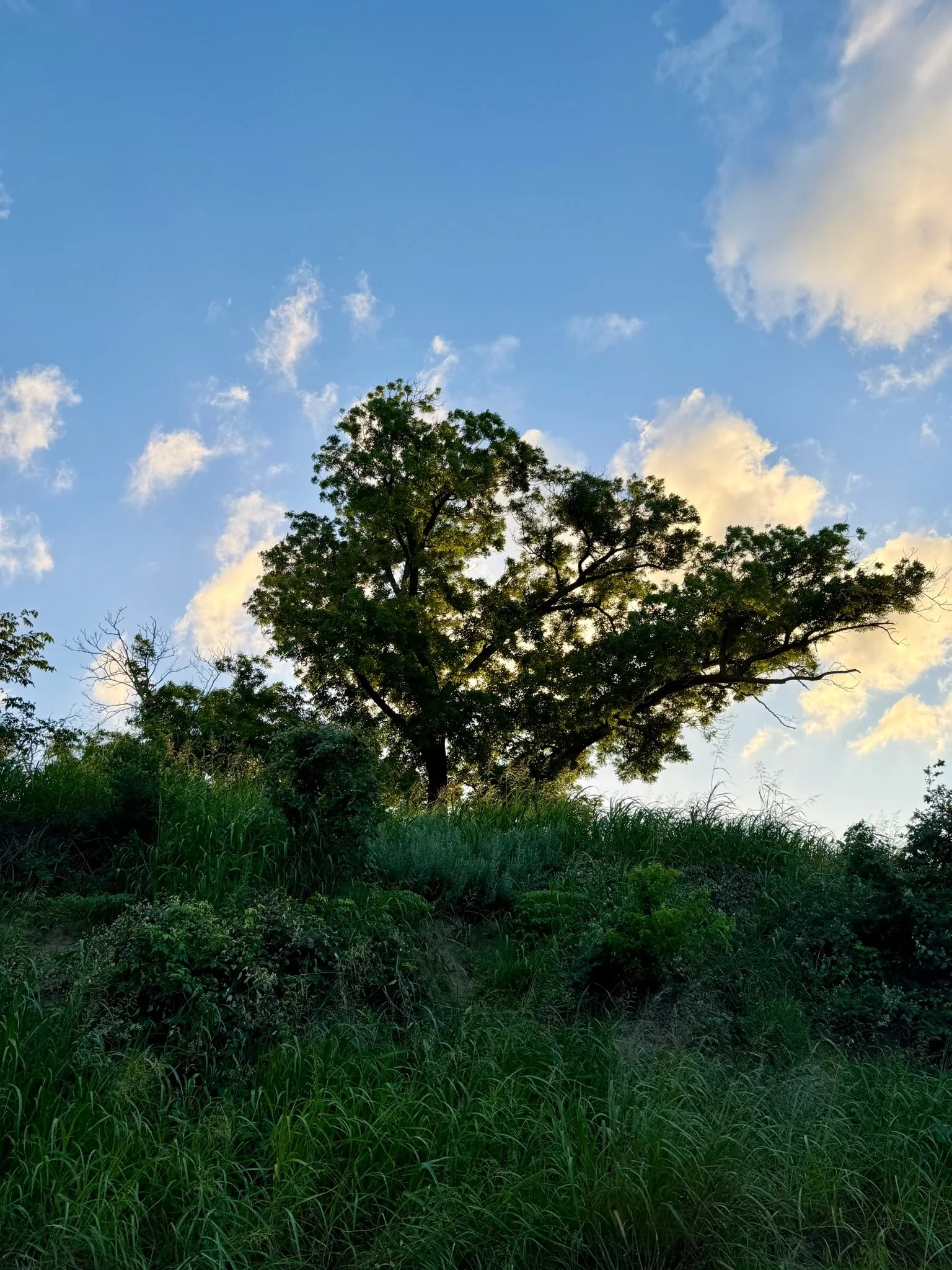IMG_4503.jpeg