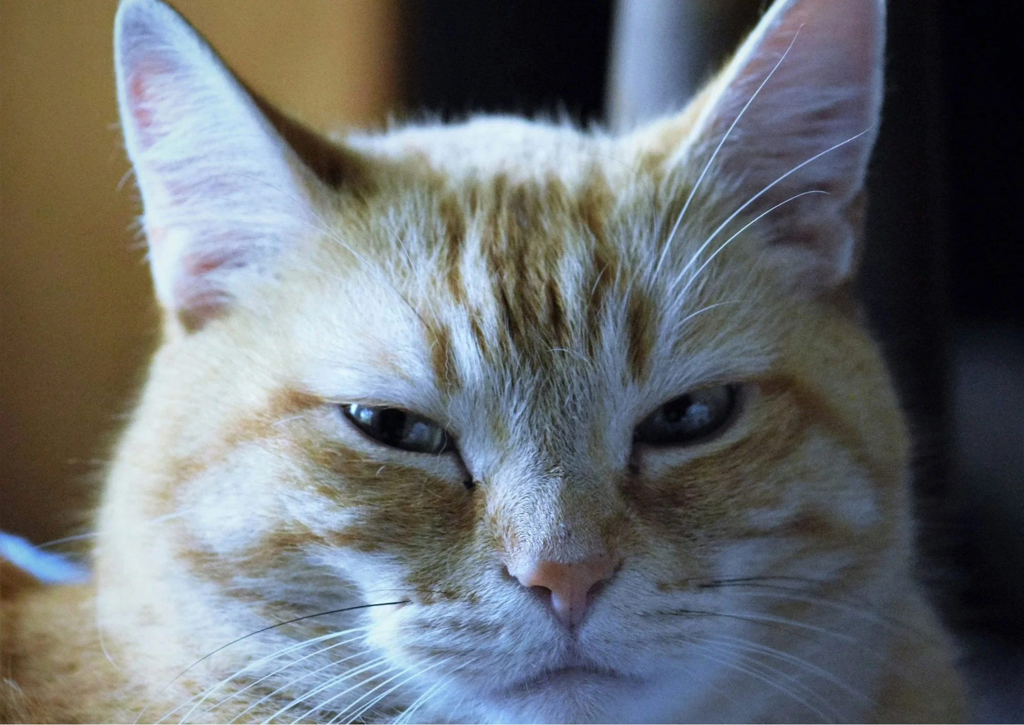 What Usui Reiki Actually Is: Why the Skeptics Aren't Wrong