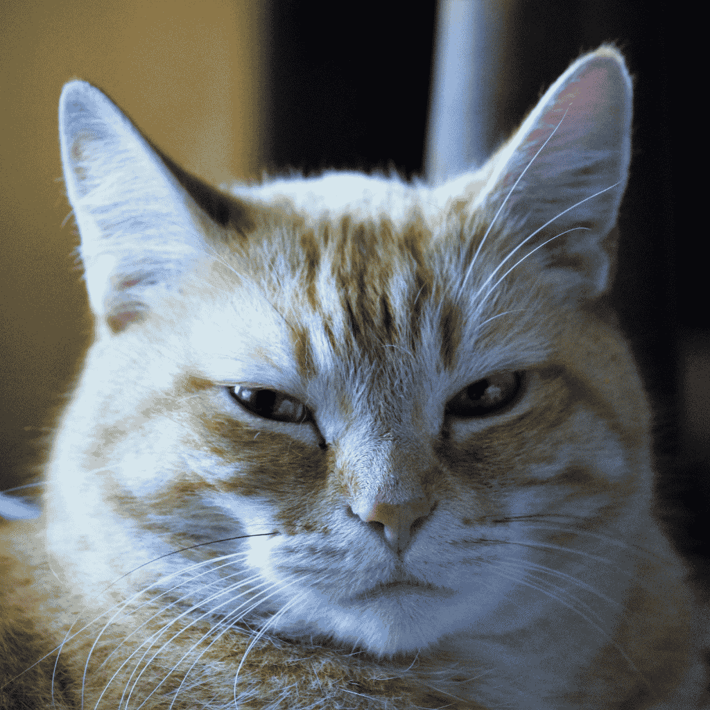 What Usui Reiki Actually Is: Why the Skeptics Aren't Wrong