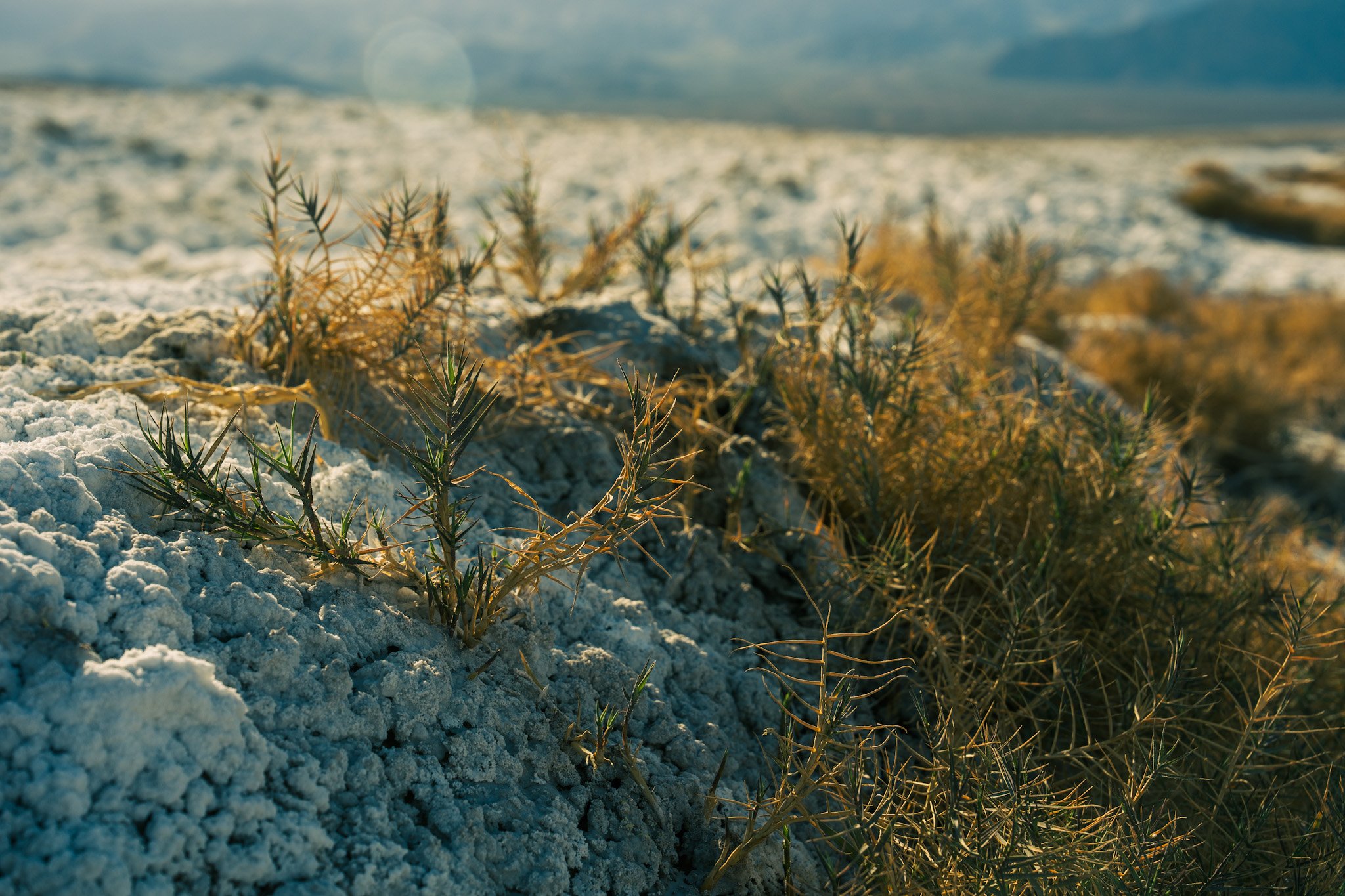Close-up of dry grass and weeds emerging through white salt flats in a desert landscape with mountains in the distance and a cloudy sky.