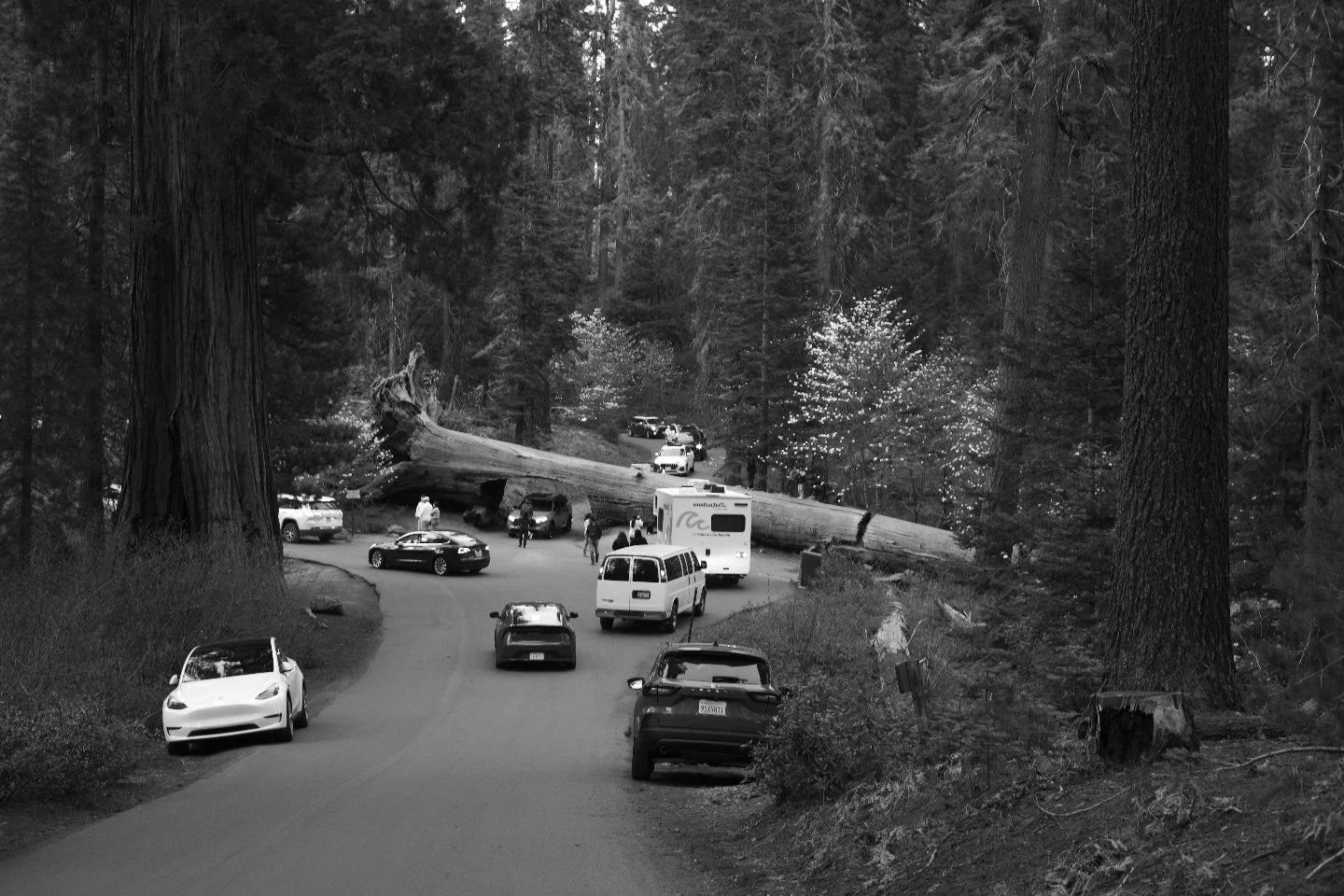 A fallen tree on a mountain road with several cars and people nearby, surrounded by tall trees.
