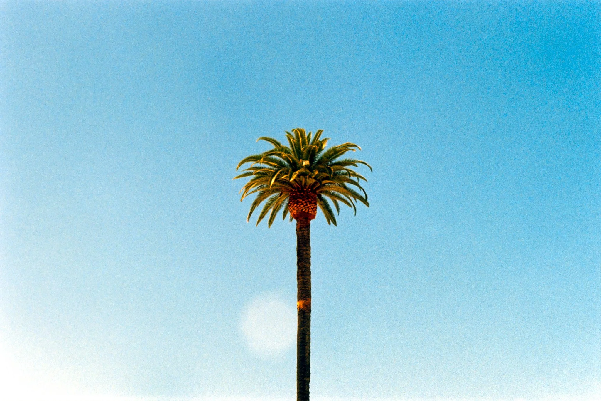 A tall palm tree with a straight trunk and large, arching fronds set against a clear blue sky.