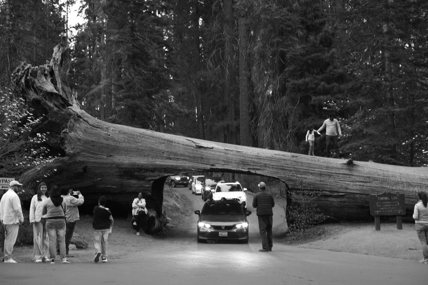 A fallen large tree blocks a parking entrance in a forest, with people taking photos, standing, and walking near or around it. Two children are walking on the tree, and a man is seen climbing or standing on the tree.