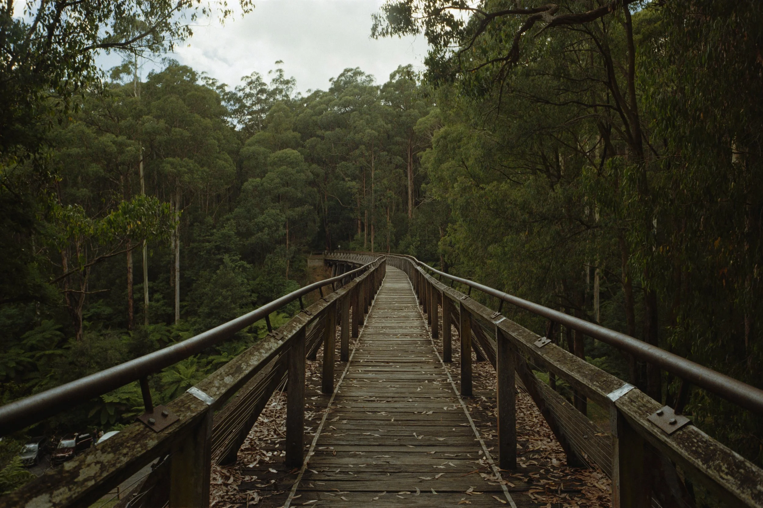 Wooden bridge surrounded by dense green forest with trees and leaves.