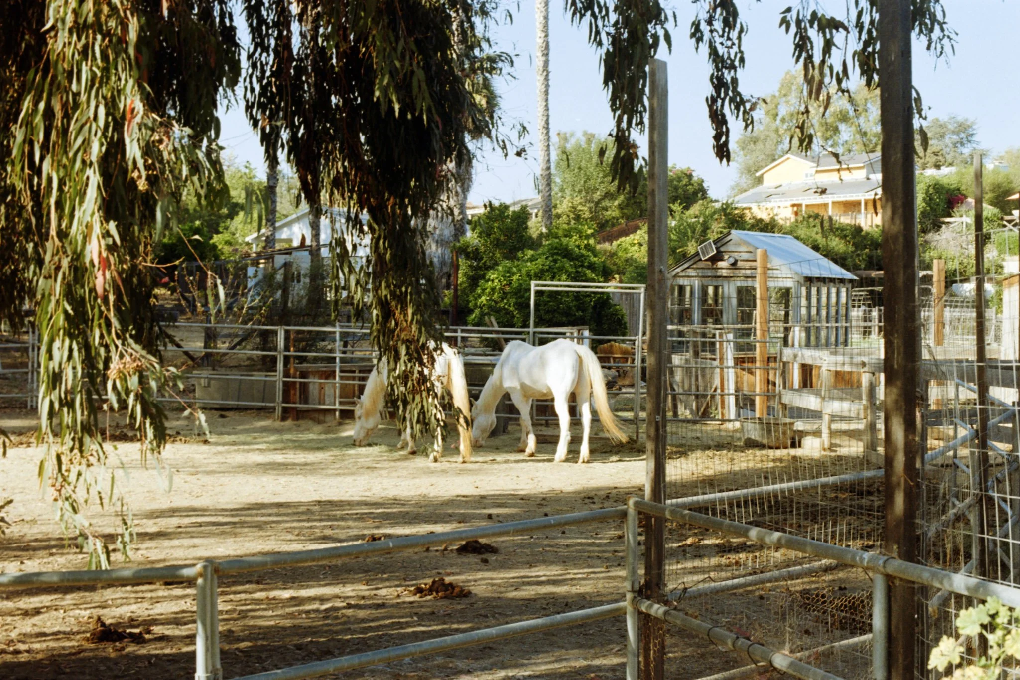A horse farm with white horses grazing inside a fenced area, surrounded by trees, and a small shed with a metal roof. Houses are visible in the background under a clear sky.