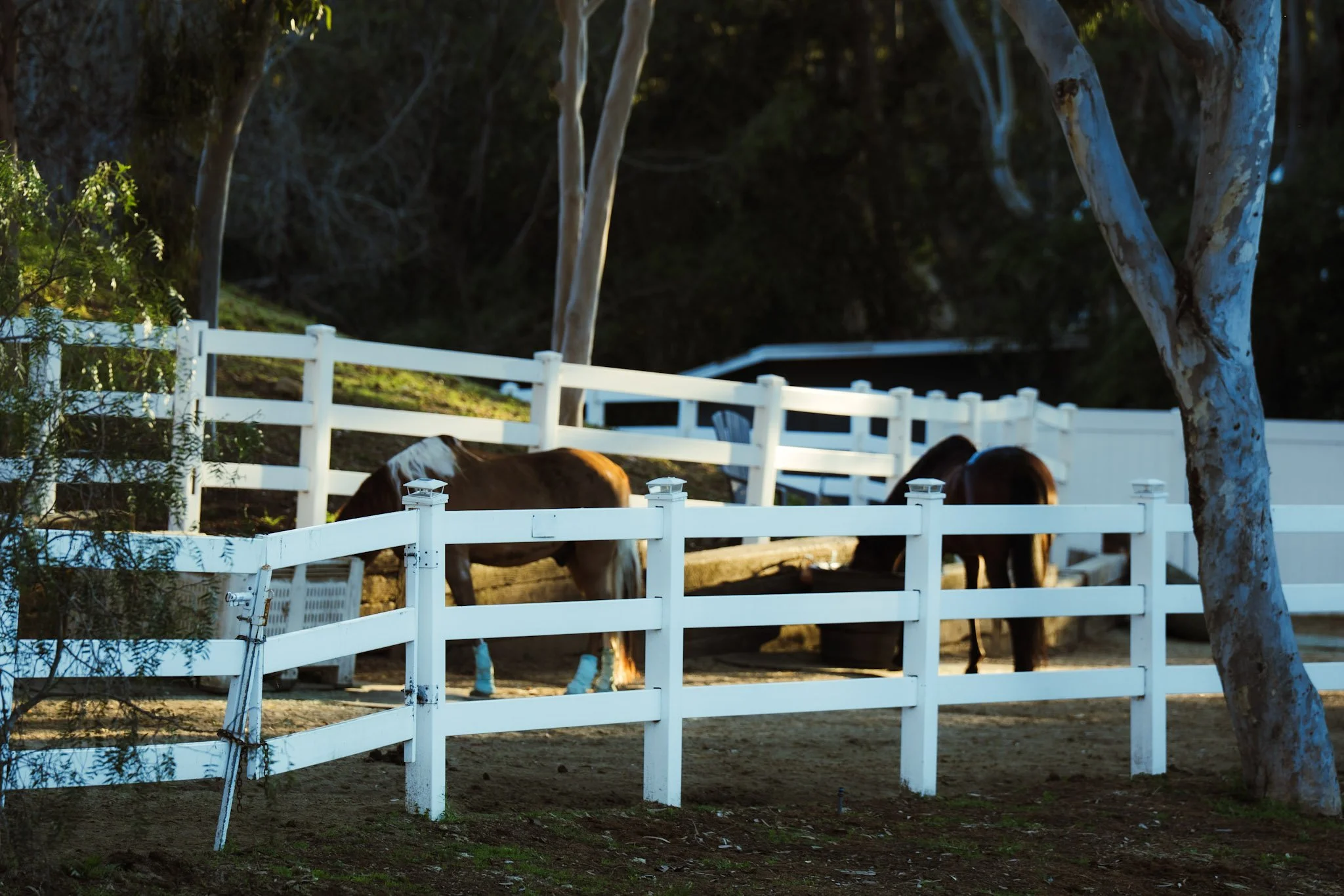 A white fence surrounds a pasture with a horse grazing, trees with white bark are visible, and dark foliage is in the background, illuminated by sunlight.
