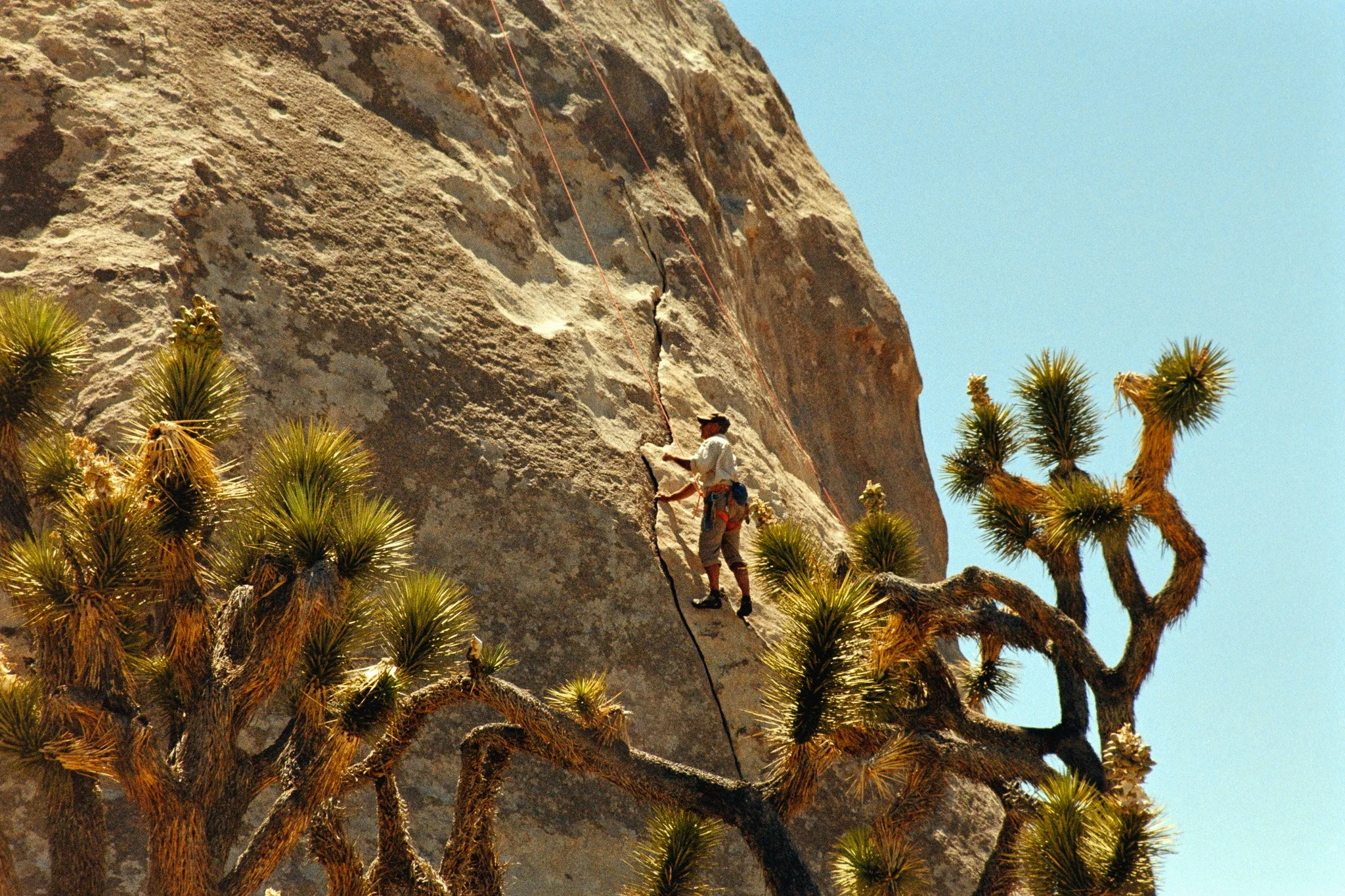 A person climbing a steep rocky cliff with a rope, surrounded by desert plants and Joshua trees, under a clear blue sky.