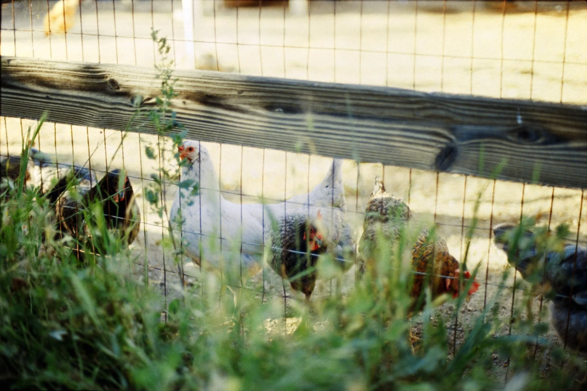 A small white bird with a red face sits on the ground behind a wire fence, with other birds and green grass visible in the foreground.