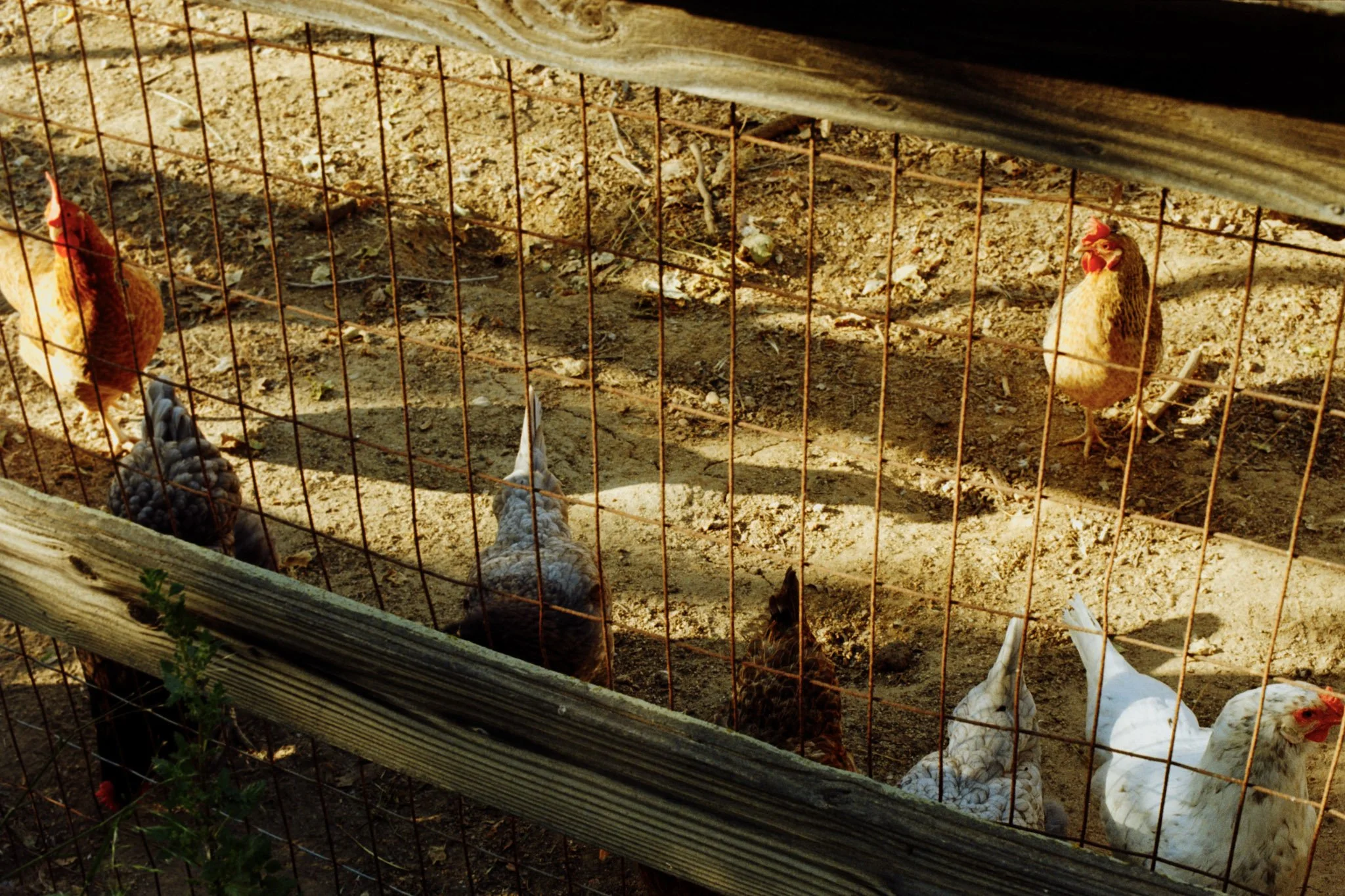 Two chickens standing behind a metal fence outdoors in a dirt area.