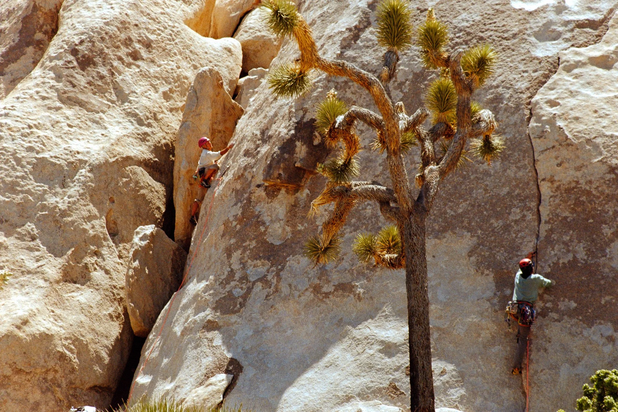 A person climbing a rock wall outdoors, with another person below guiding, near a desert landscape with rocks and a large Joshua tree.