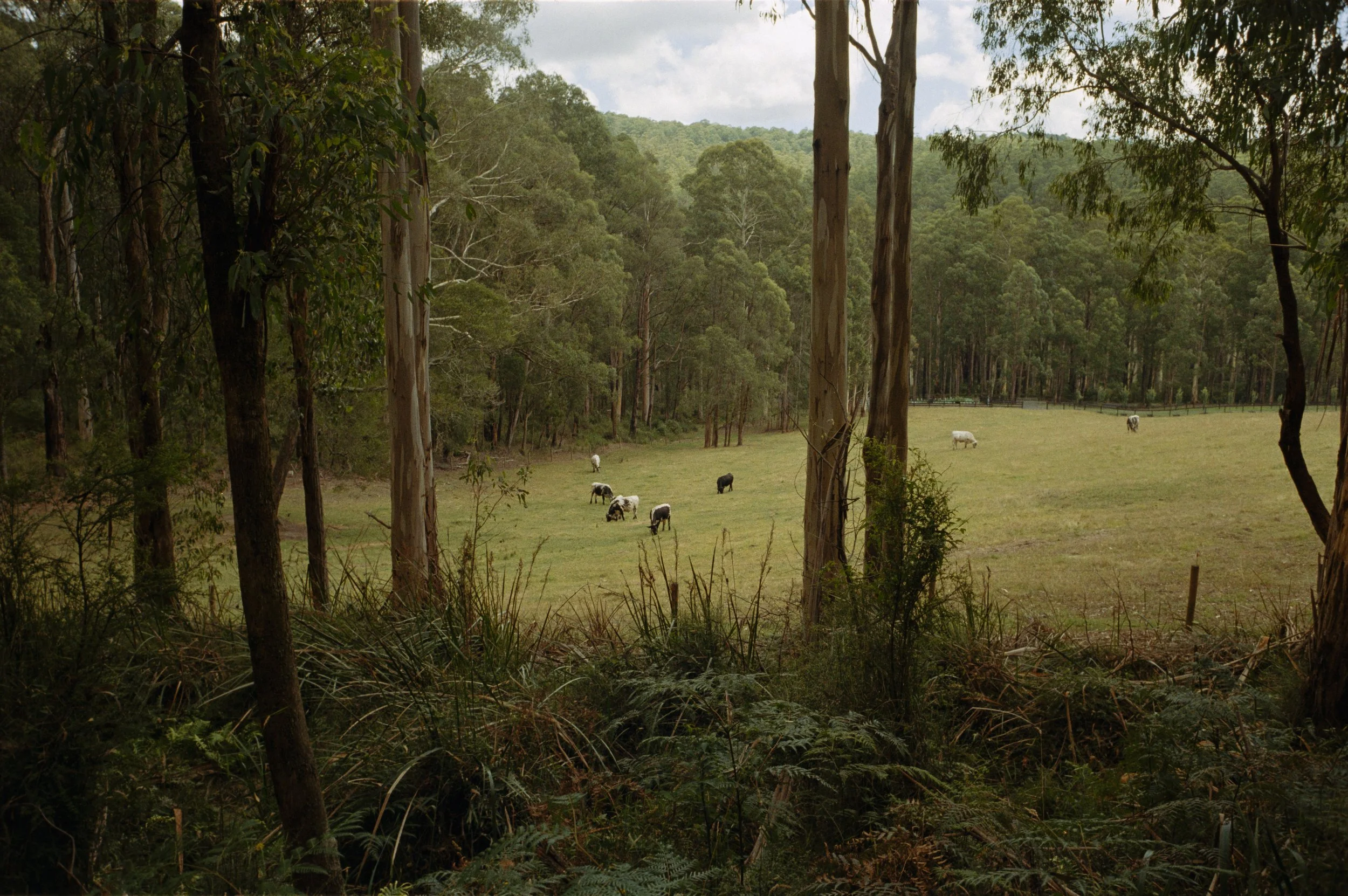 View through a forest opening to a grassy field with cows grazing, surrounded by trees and hills under a cloudy sky.