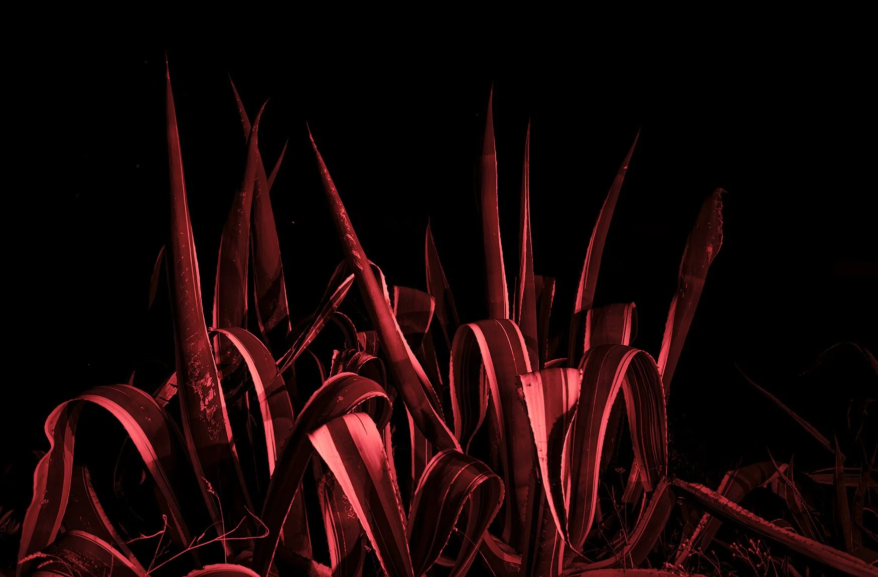 Close-up of red-tinted corn plants against a black background.