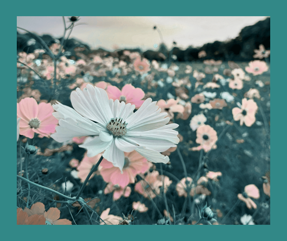 Wildflower field representing emotional healing growth and calm used on Throughline Psychotherapy website