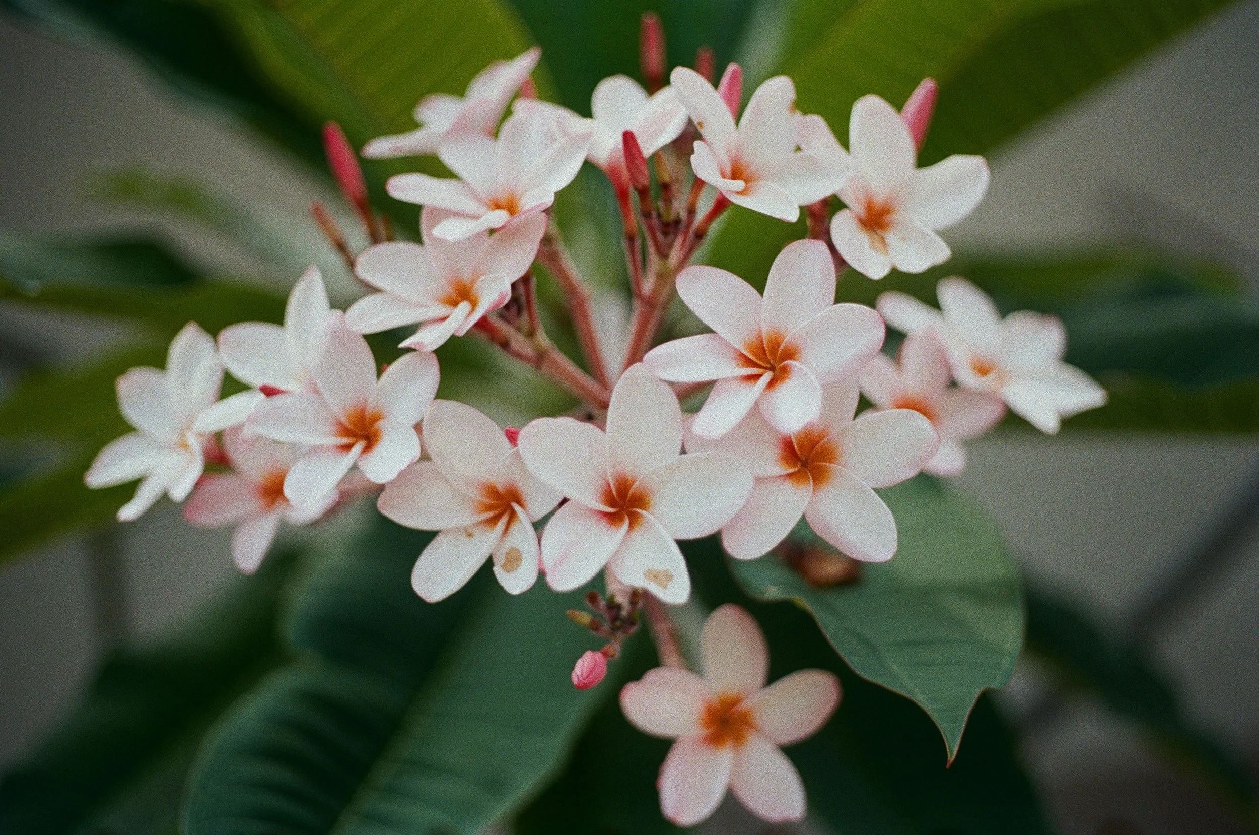 Close-up of pink and white flowers with green leaves in the background