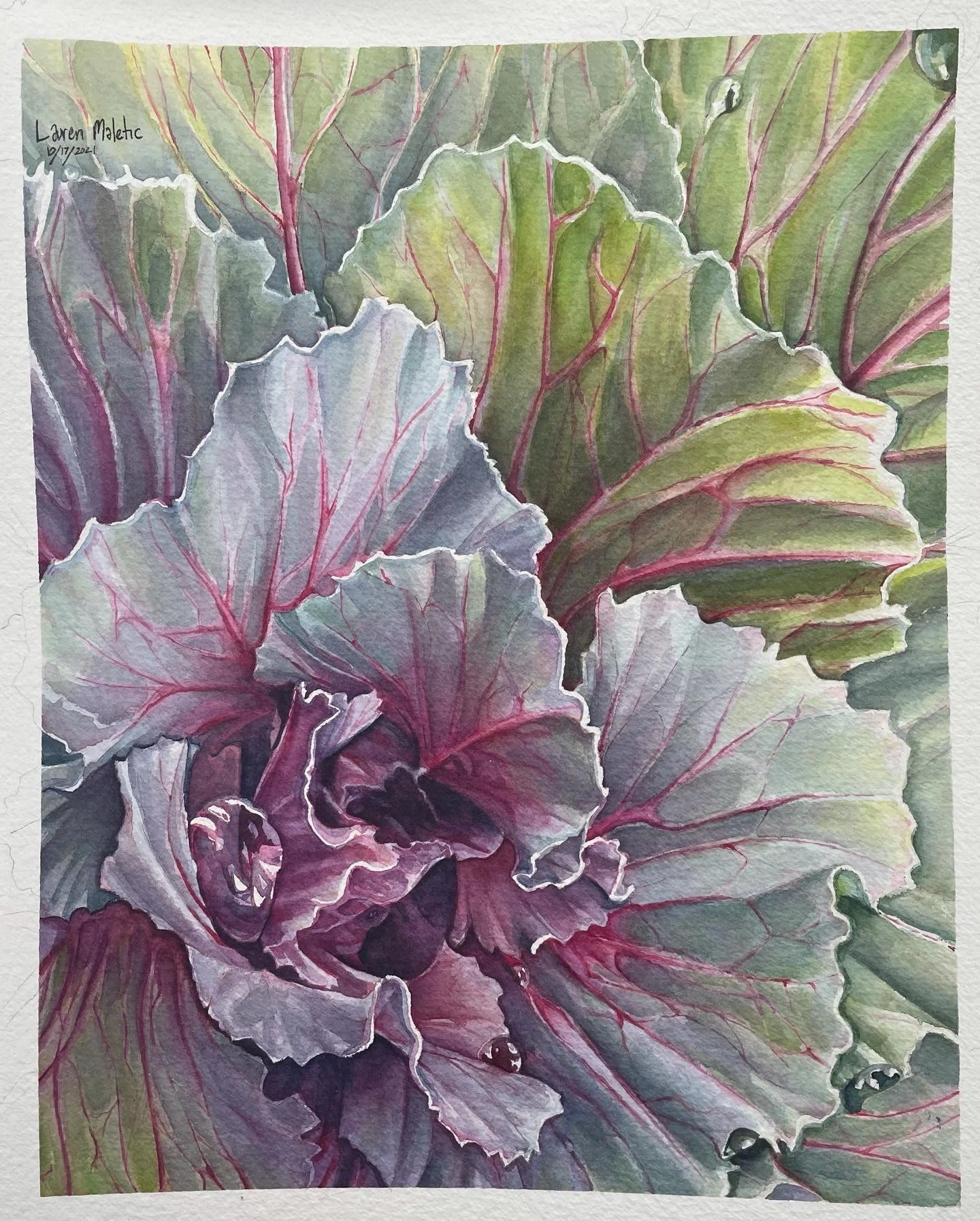 Ornamental Kale