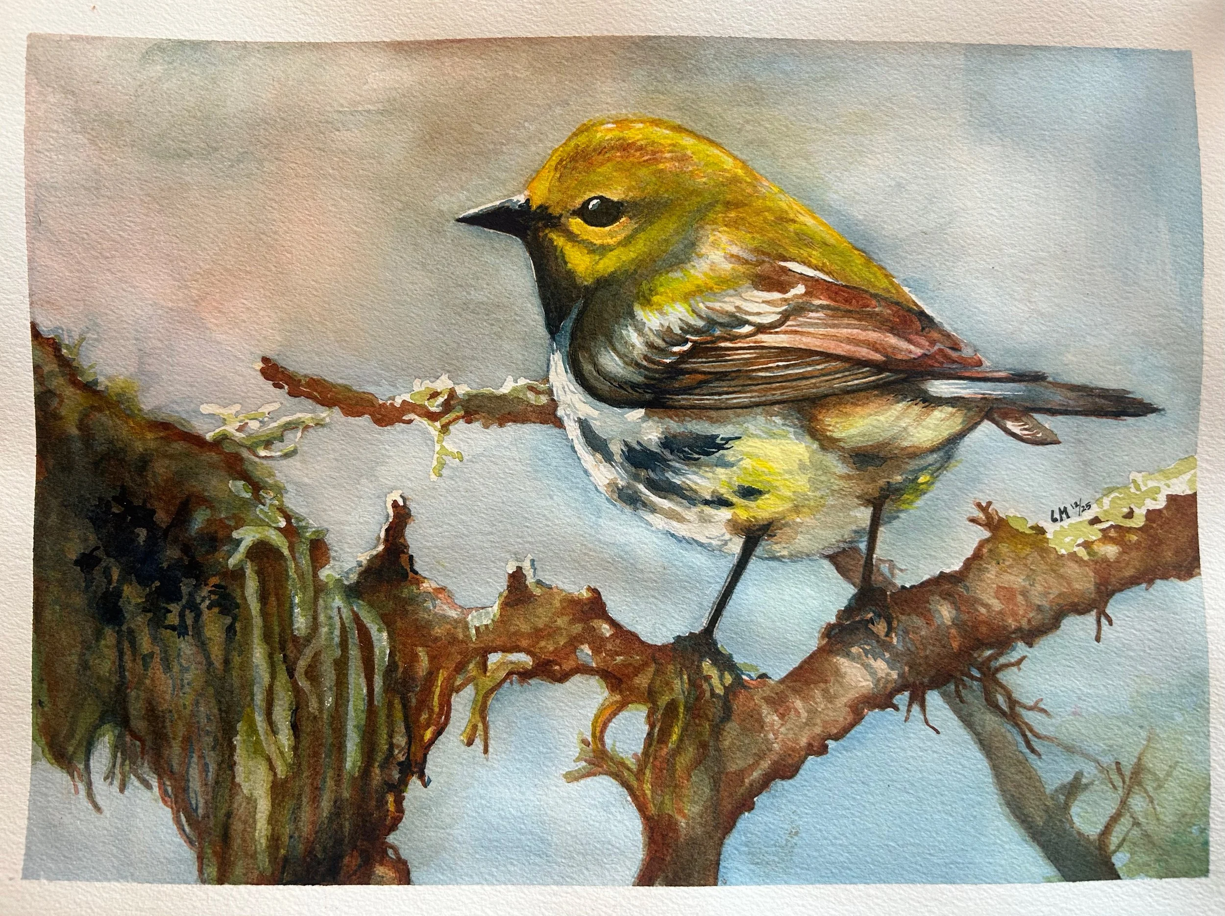 Black-Throated Green Warbler