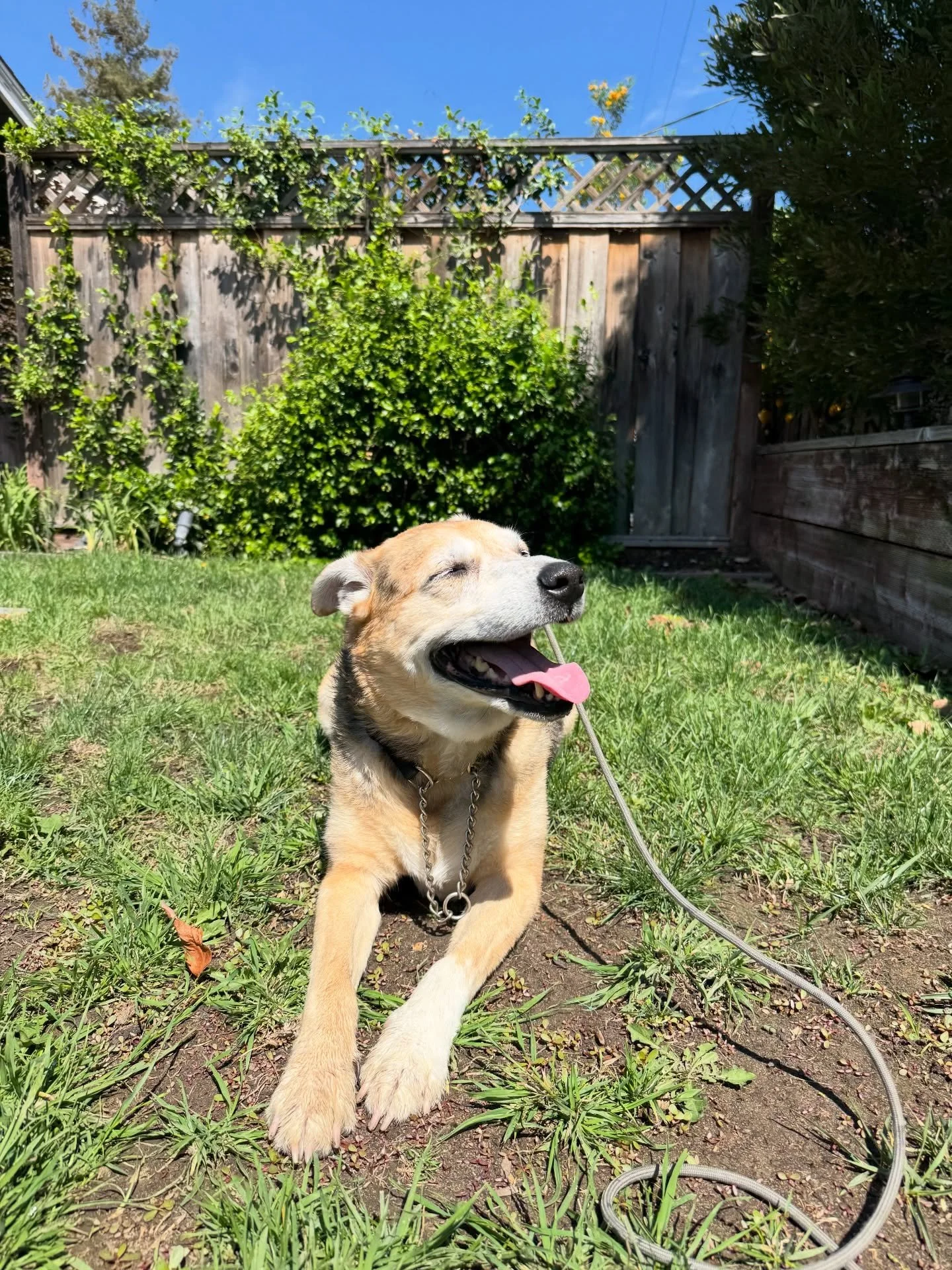 Meet Ozzie! He is a weekly day care clients of mine that has benefitted from the routine I provide for all of the dogs in my care. From the multiple walks, play, neutral exposure to my personal dogs as well as crate time, he has gained noticeably mor