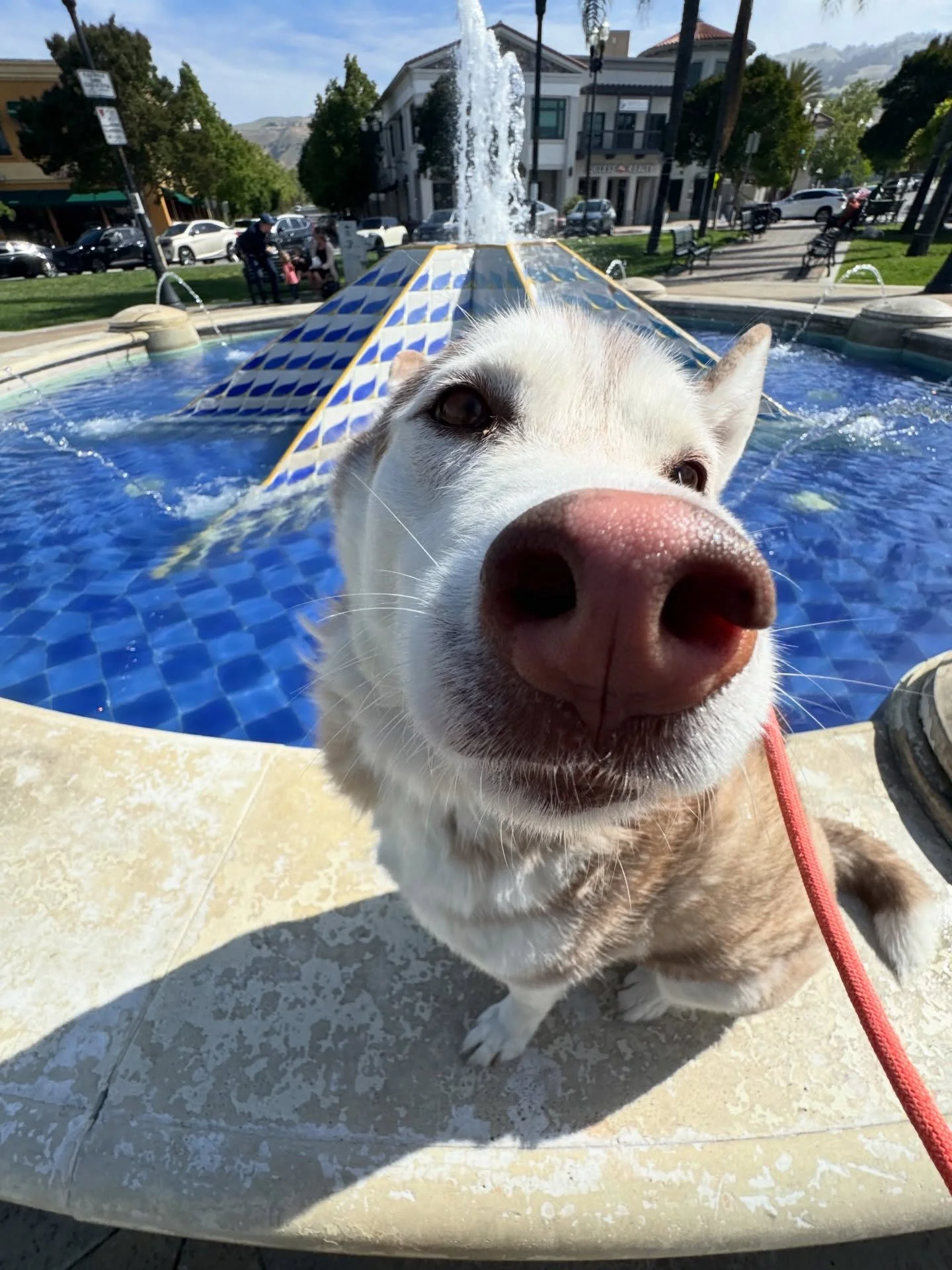 The many faces of Ms. Hazel 🥰 (swipe for the boop)

#boarding #dogboarding