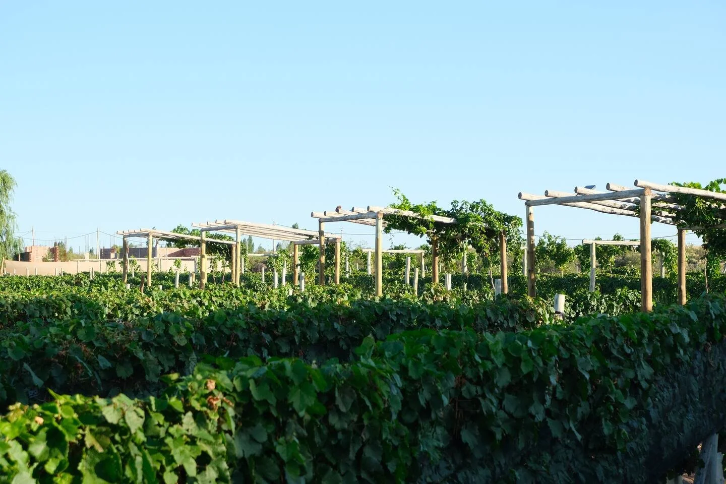 Vineyard with grapevines supported by wooden trellises under a clear blue sky.