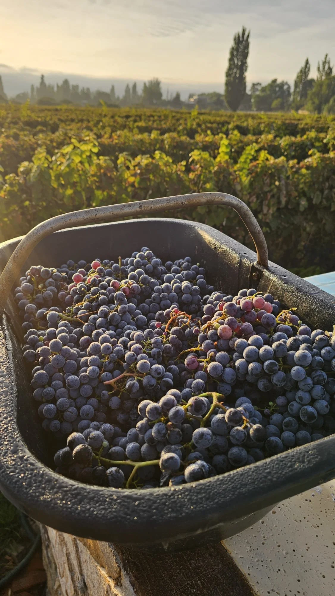 A black plastic container filled with freshly picked purple and red grapes, sitting outdoors on a stone surface. In the background, a vineyard stretches out with rows of grapevines and tall trees under a cloudy sky during sunset.