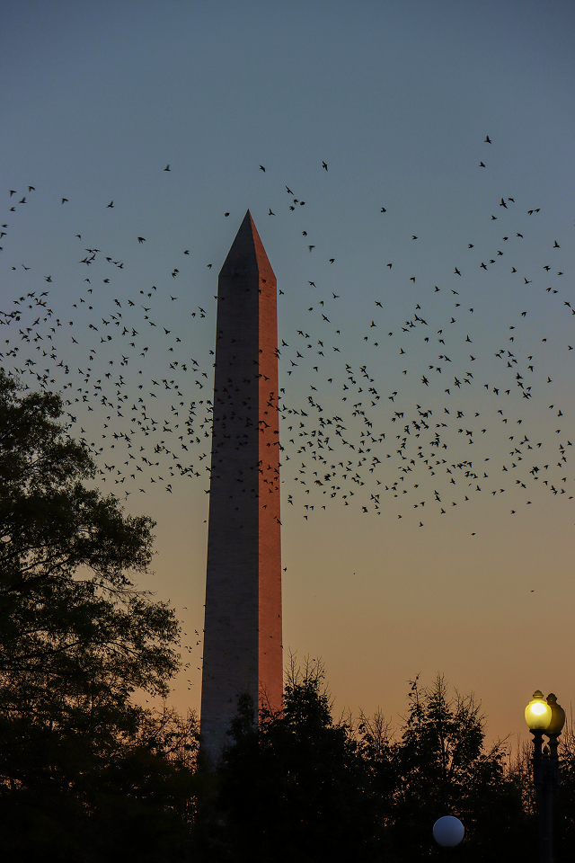 The Washington Monument at sunset with a large flock of birds flying in the sky and trees and a street lamp in the foreground.