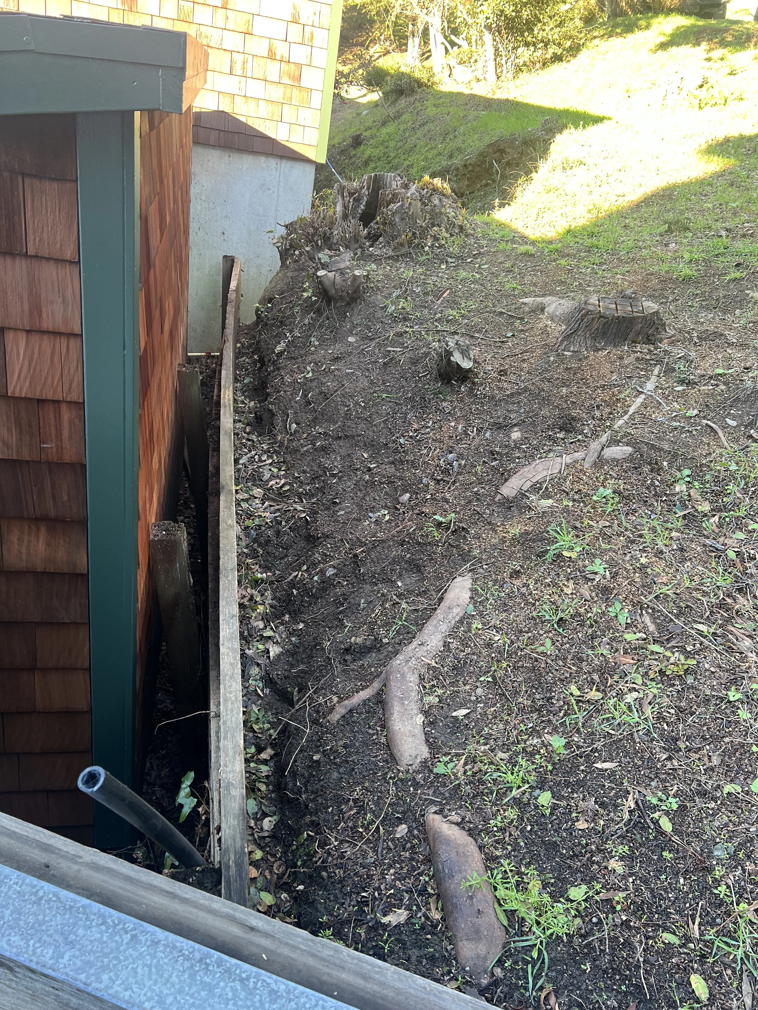 Soil and plants next to a wooden house, with tree stumps and roots visible, sunlight illuminating the grassy area in the background.