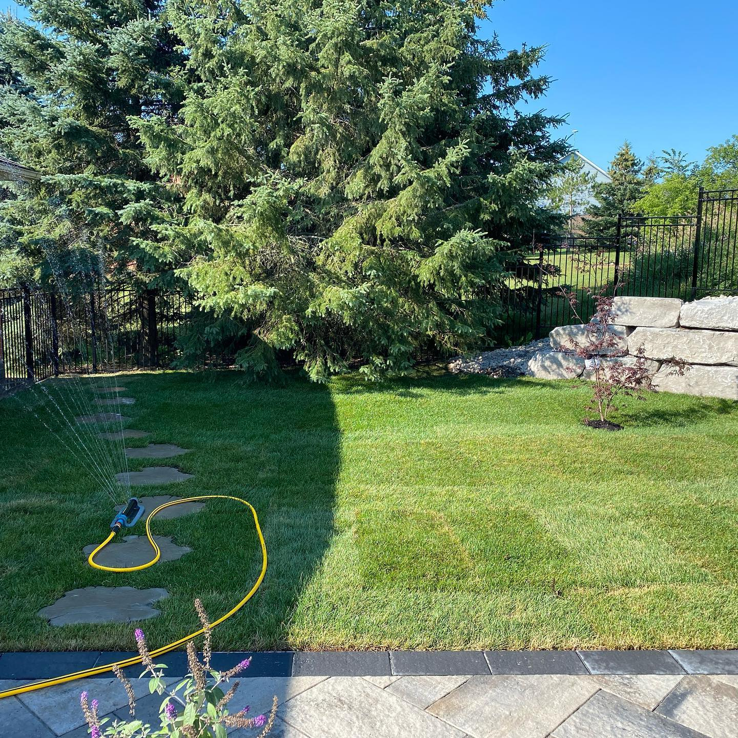Backyard with a large evergreen tree, a small tree, a stone retaining wall, grass, and a sprinkler watering the lawn on a sunny day.