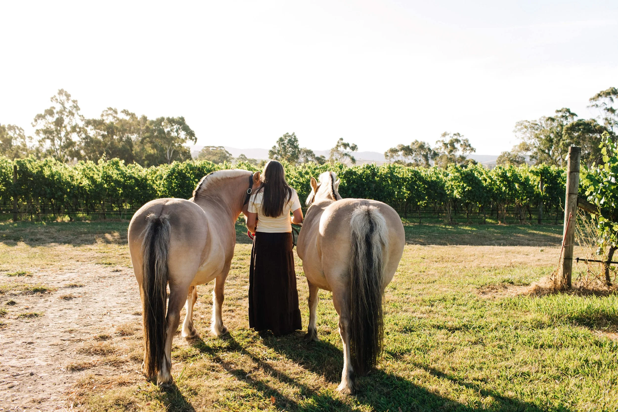 A woman walking with two light-colored horses in a grassy field with a vineyard and trees in the background on a sunny day.