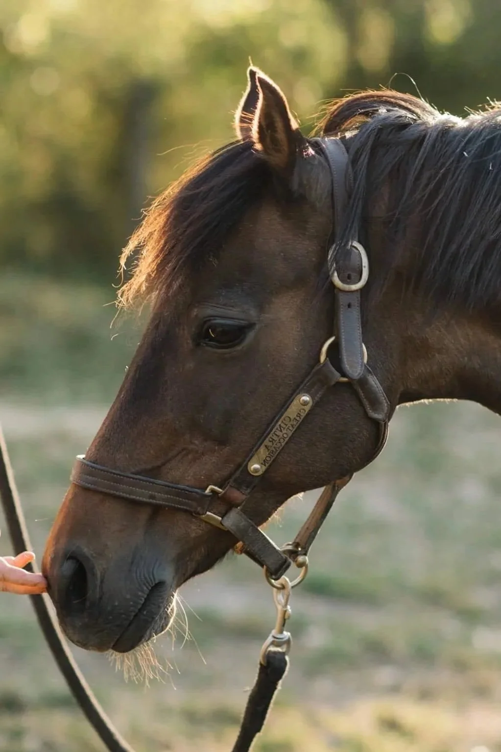 Close-up of a dark brown horse with a black mane wearing a leather halter, outdoors with blurred green background.