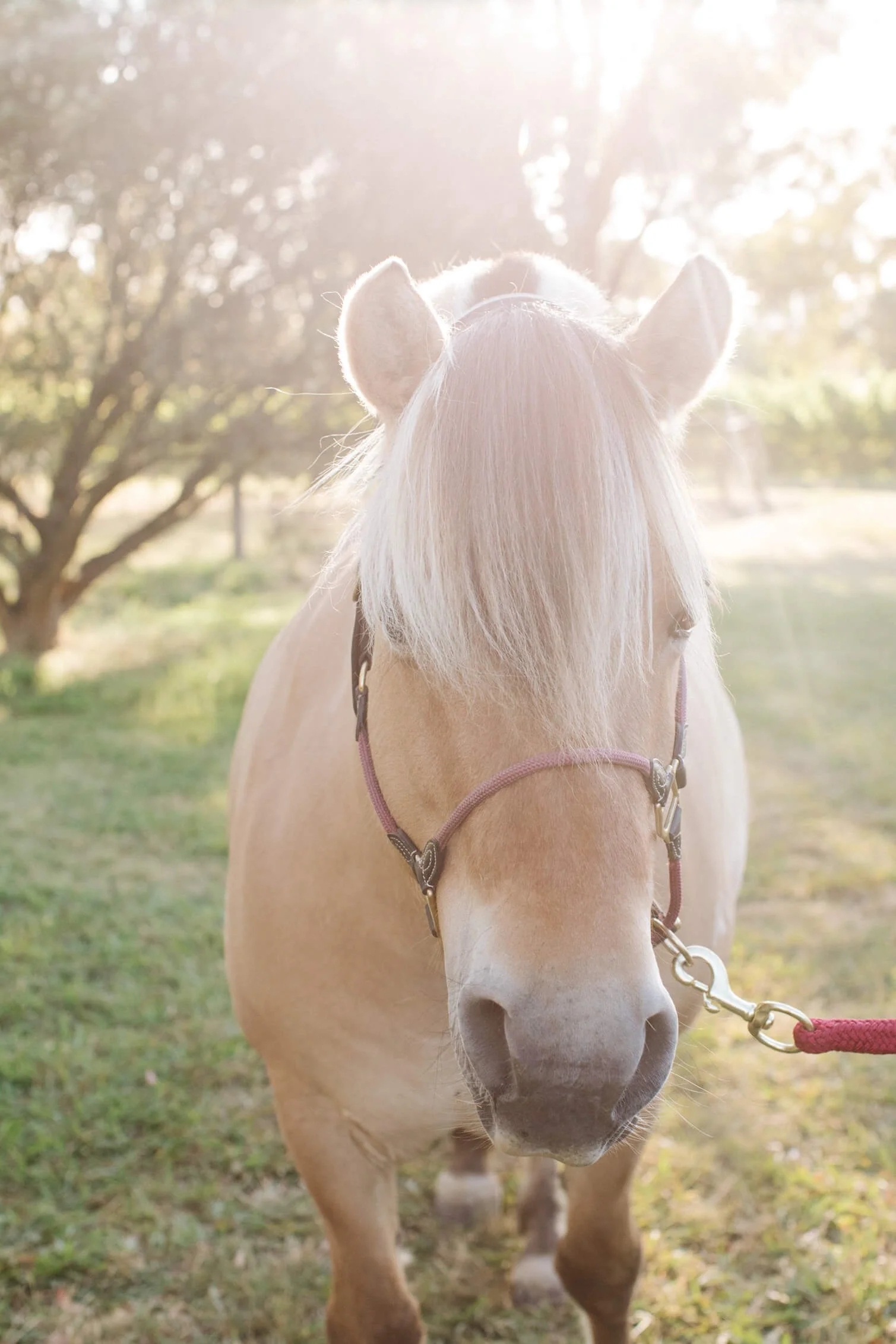 Close-up of a white horse with a pink halter on a sunny day, outdoors with trees and grass in the background.