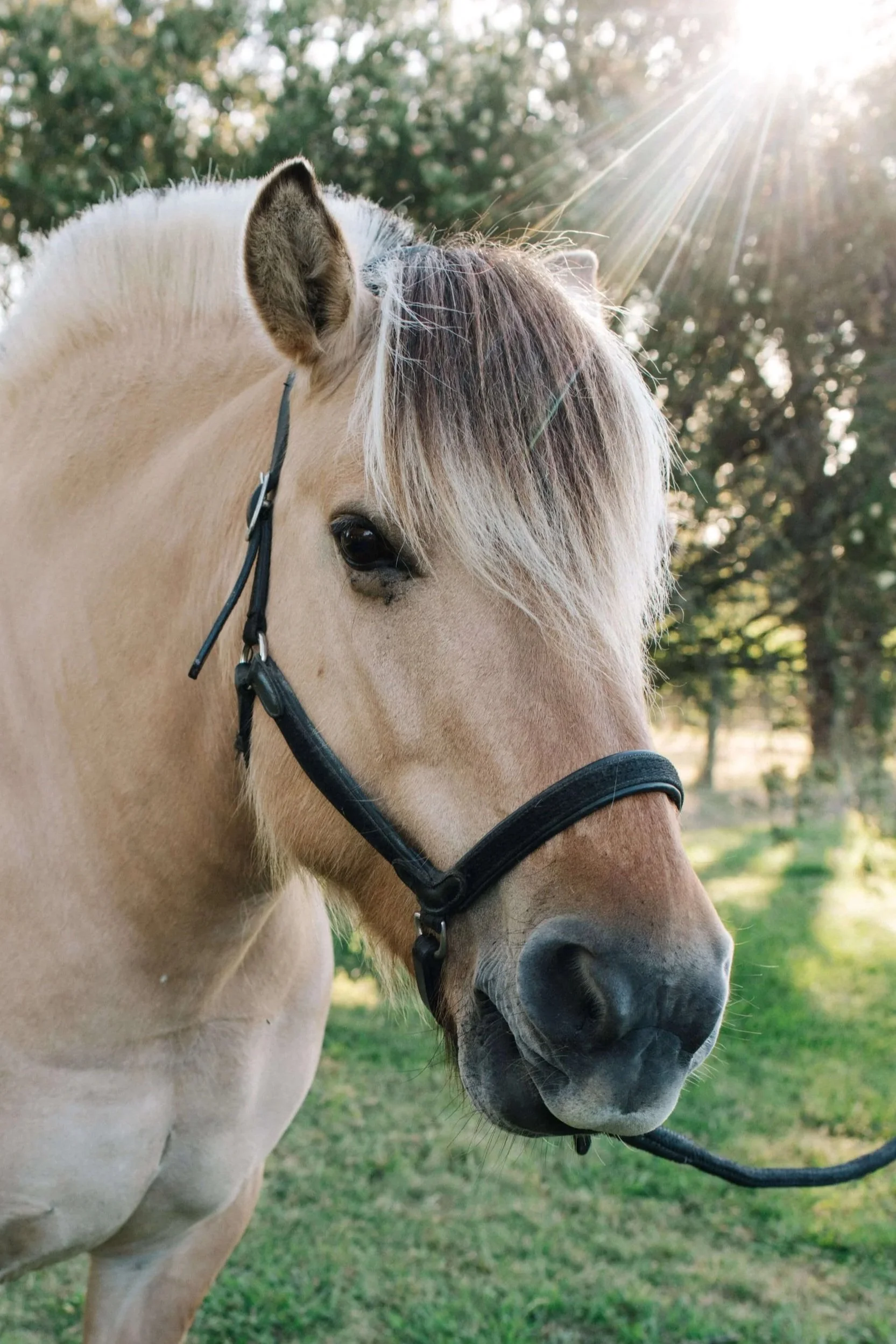 Close-up of a cream-colored horse with a blonde mane wearing a black halter, standing outdoors with green grass and trees in the background, sunlight shining through the trees.