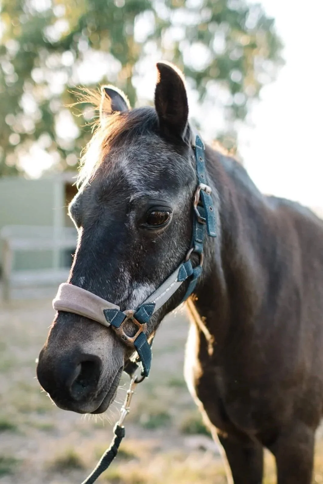 Close-up of a horse with a gray and black coat, wearing a blue halter, standing outdoors with trees in the background.