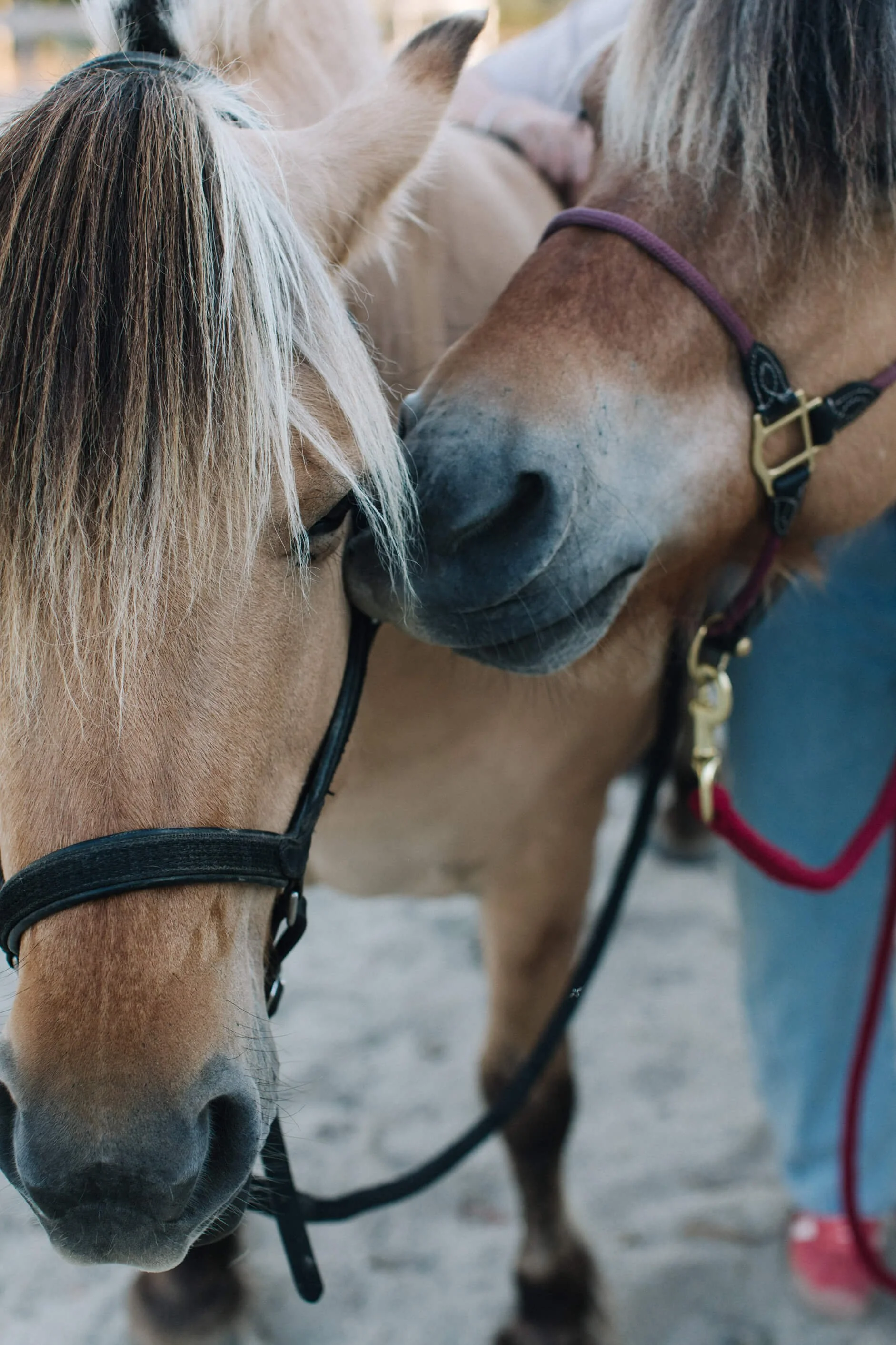 Two horses with bridles touching noses.
