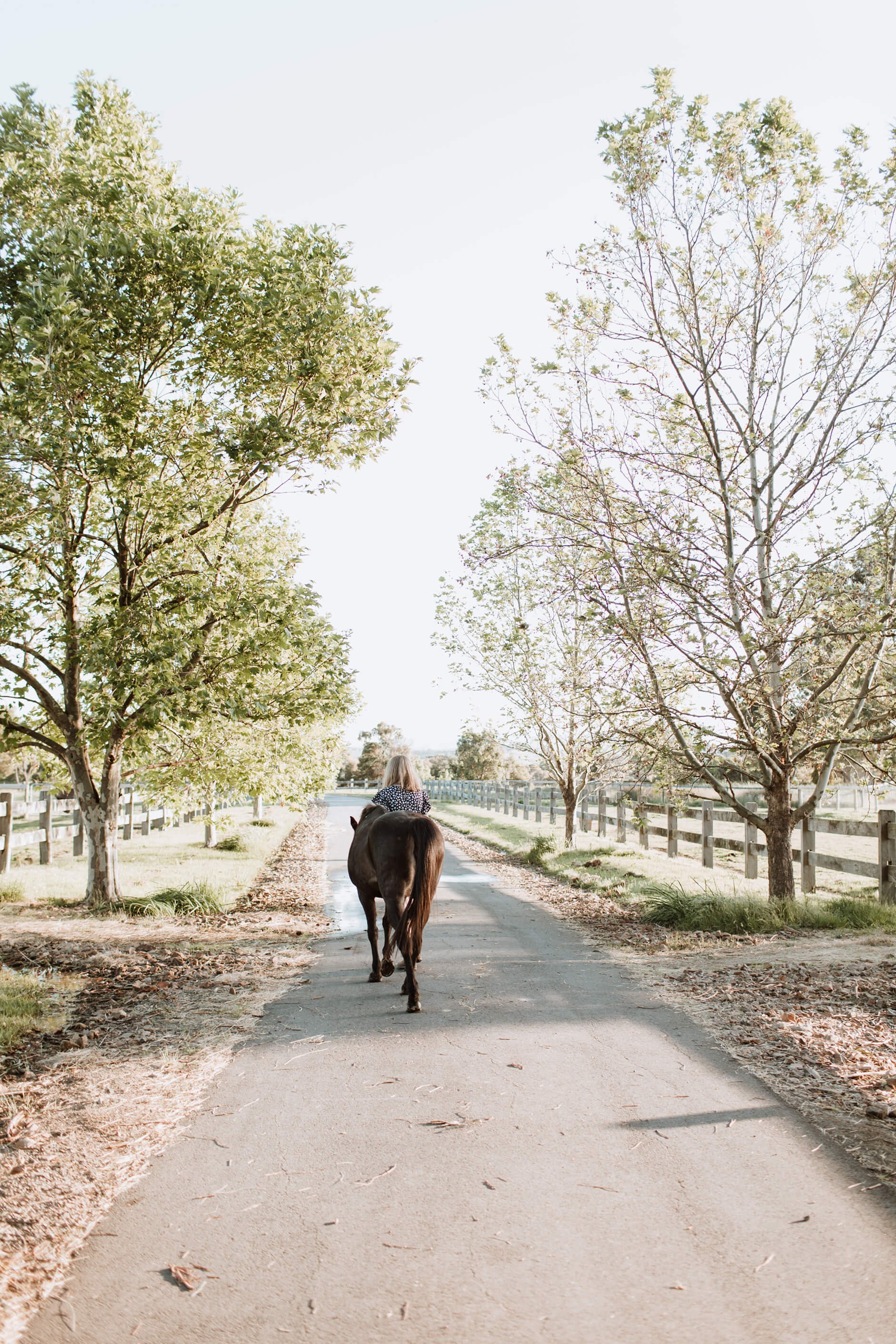 A person riding a horse on a tree-lined path in a rural area.