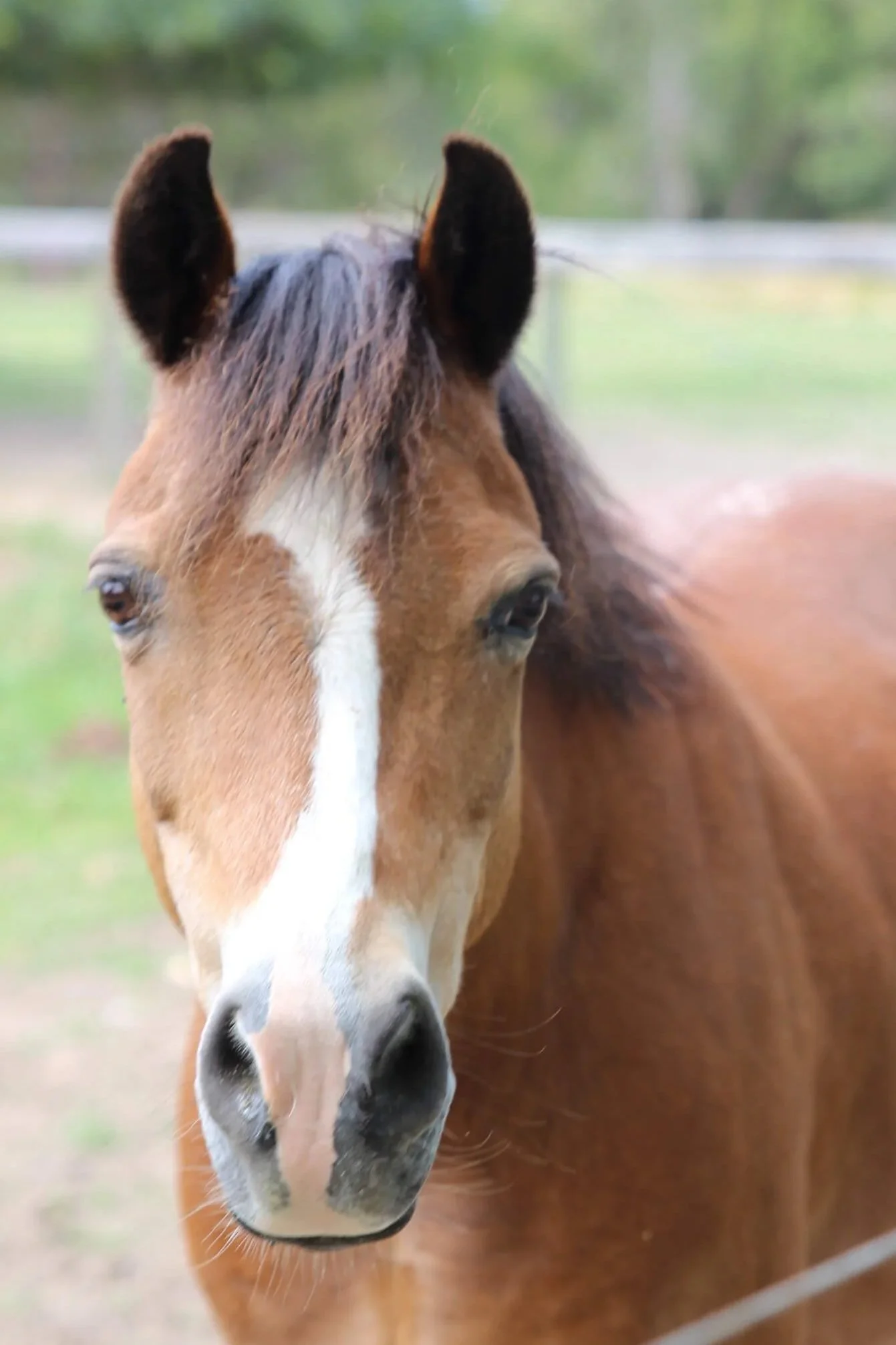 Close-up of a brown horse with a white stripe on its face, standing outdoors.