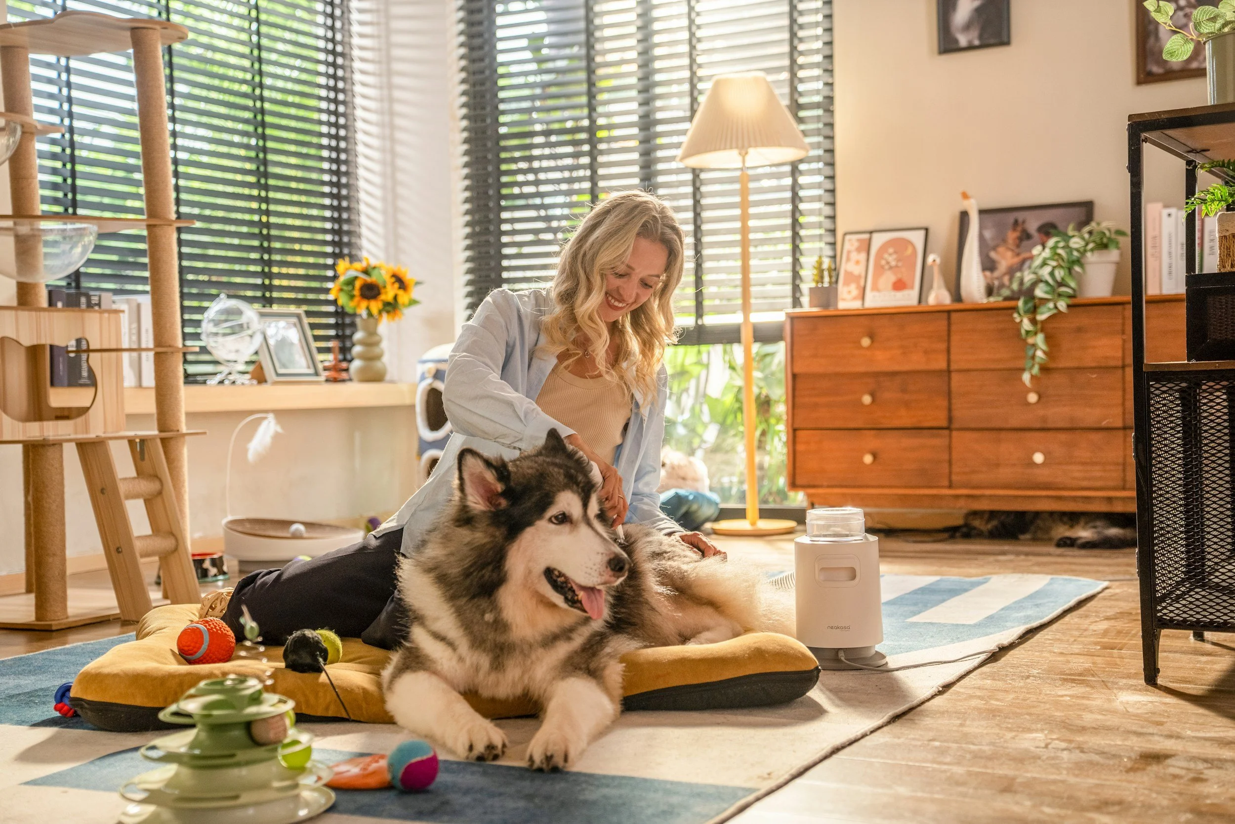 A woman sitting on a dog bed with a Siberian Husky in a sunlit living room, playing with the dog near dog toys, with a wooden dresser, bookshelf, and plants in the background.
