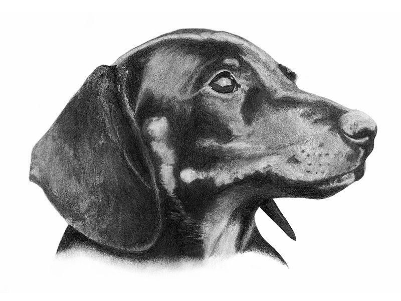 Pencil Drawing - Dachshund