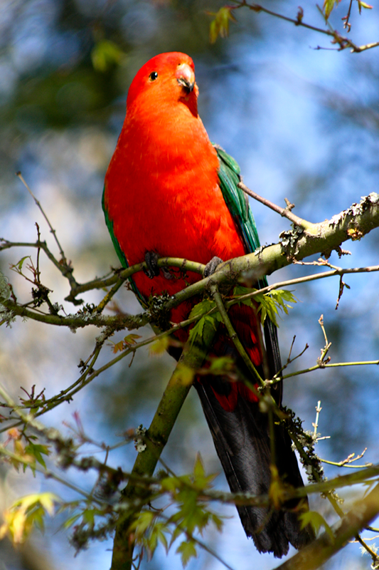 
Photography - Australian King Parrot