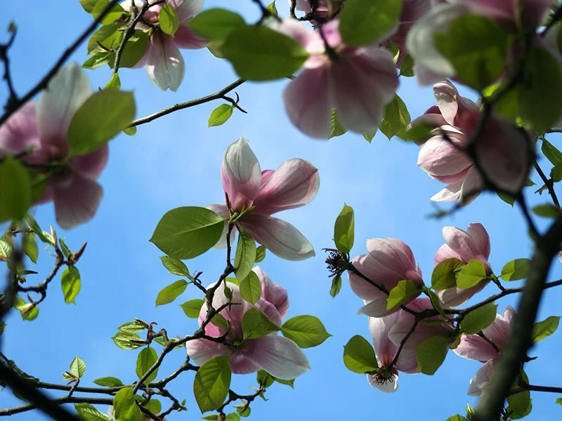 
Photography - Magnolia (Flower Series)

