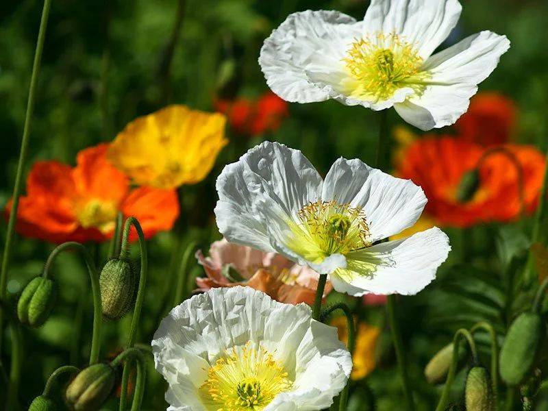 
Photography - Poppies (Flower Series)