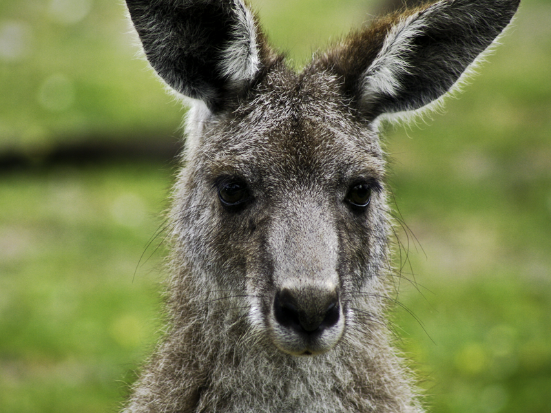 
Photography - Kangaroo