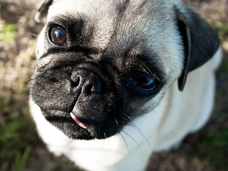 
Photography - Pug