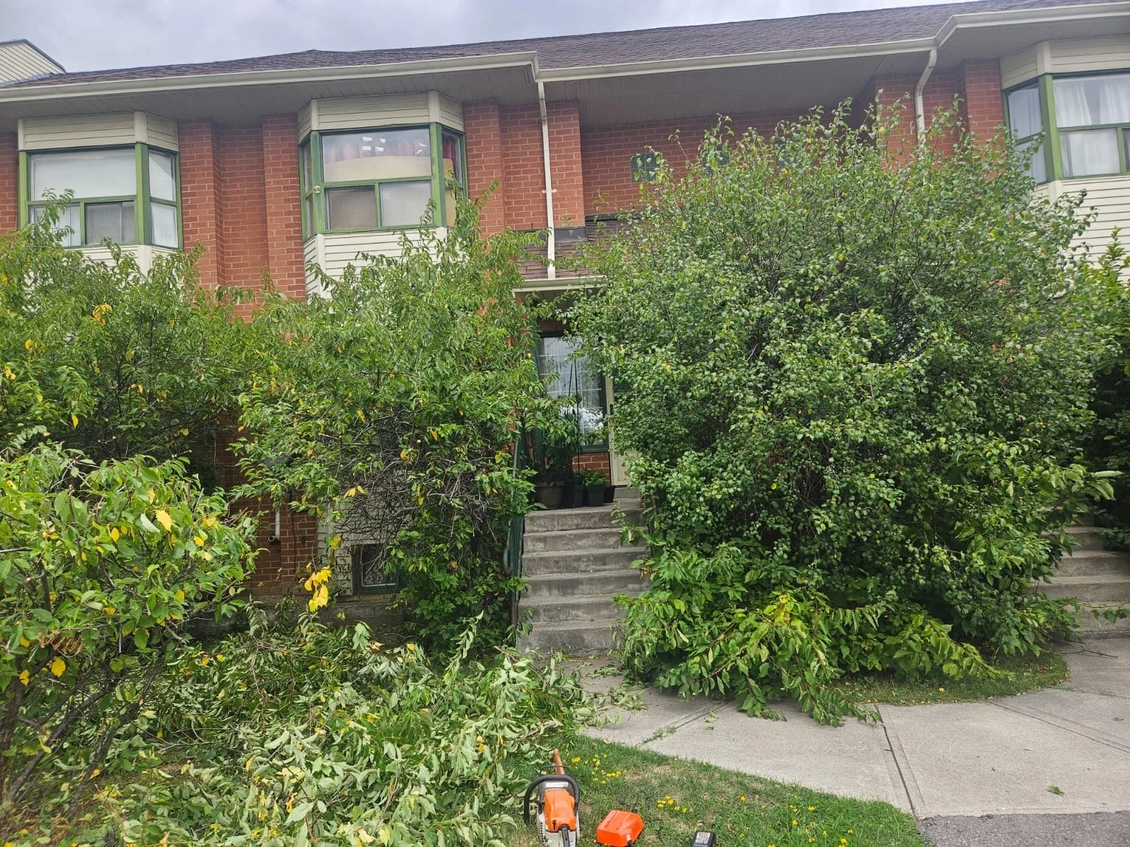 Before lawn care transformation.