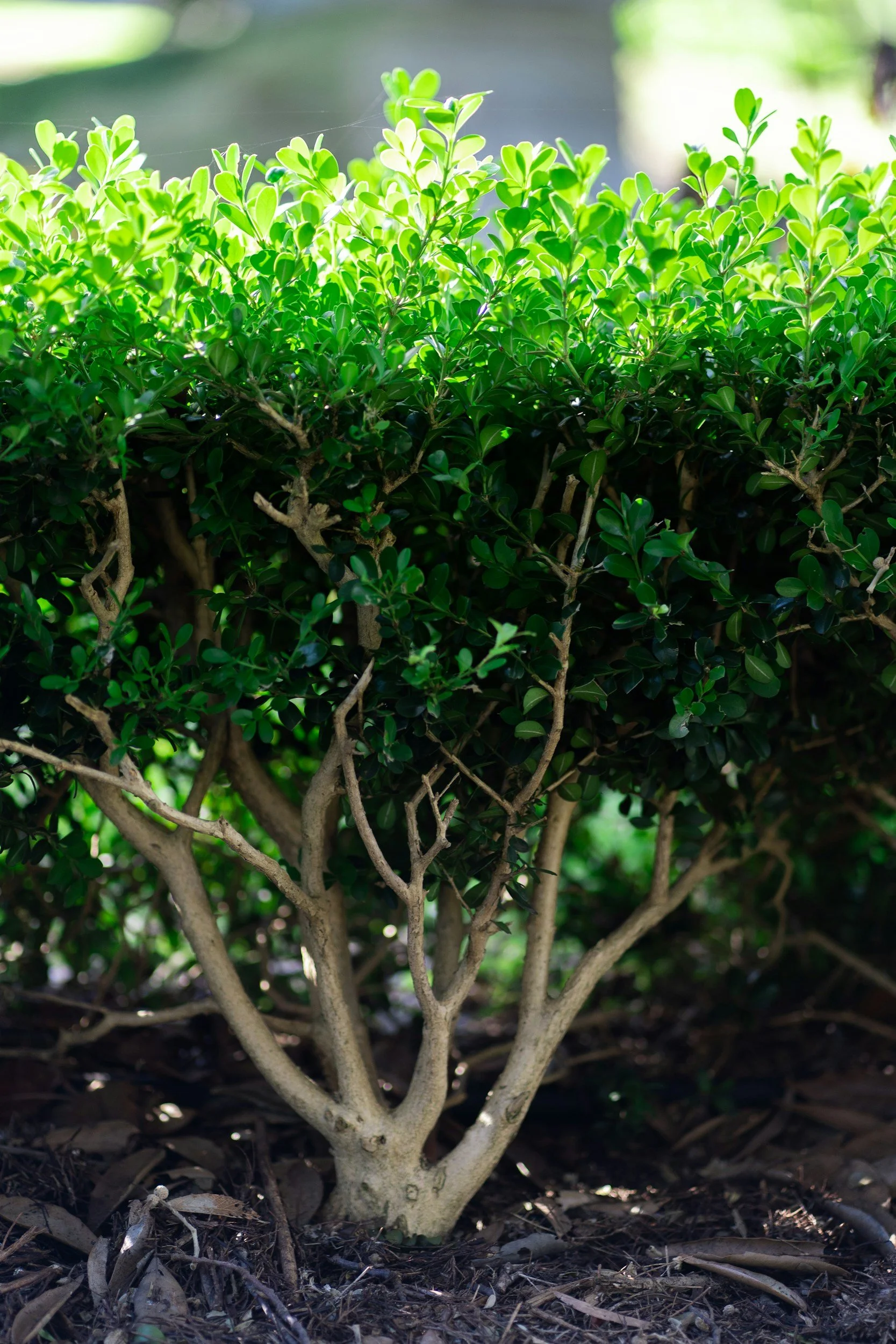 A close-up of a trimmed green shrub with multiple branches and dense foliage, planted in dark soil.