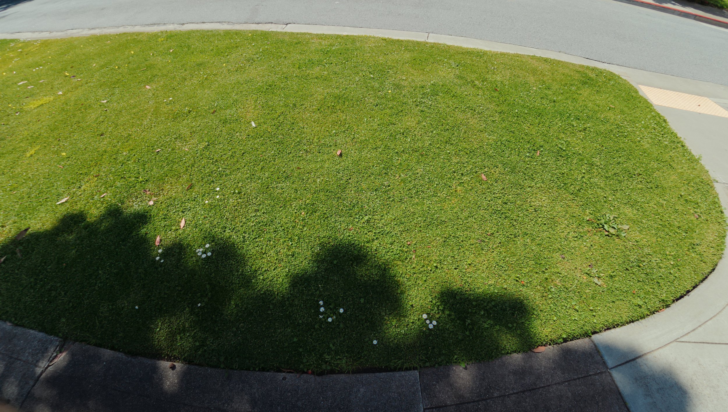 A patch of well-maintained green grass with a few small white flowers, surrounded by concrete sidewalk and curbs, with shadows of trees cast across it.