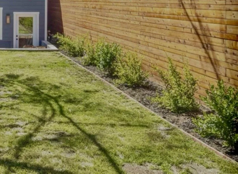 Installation of a privacy-focused living screen using Ligustrum (Privet). Designed with specific spacing for rapid growth and full coverage, creating a clean, natural border for the property.