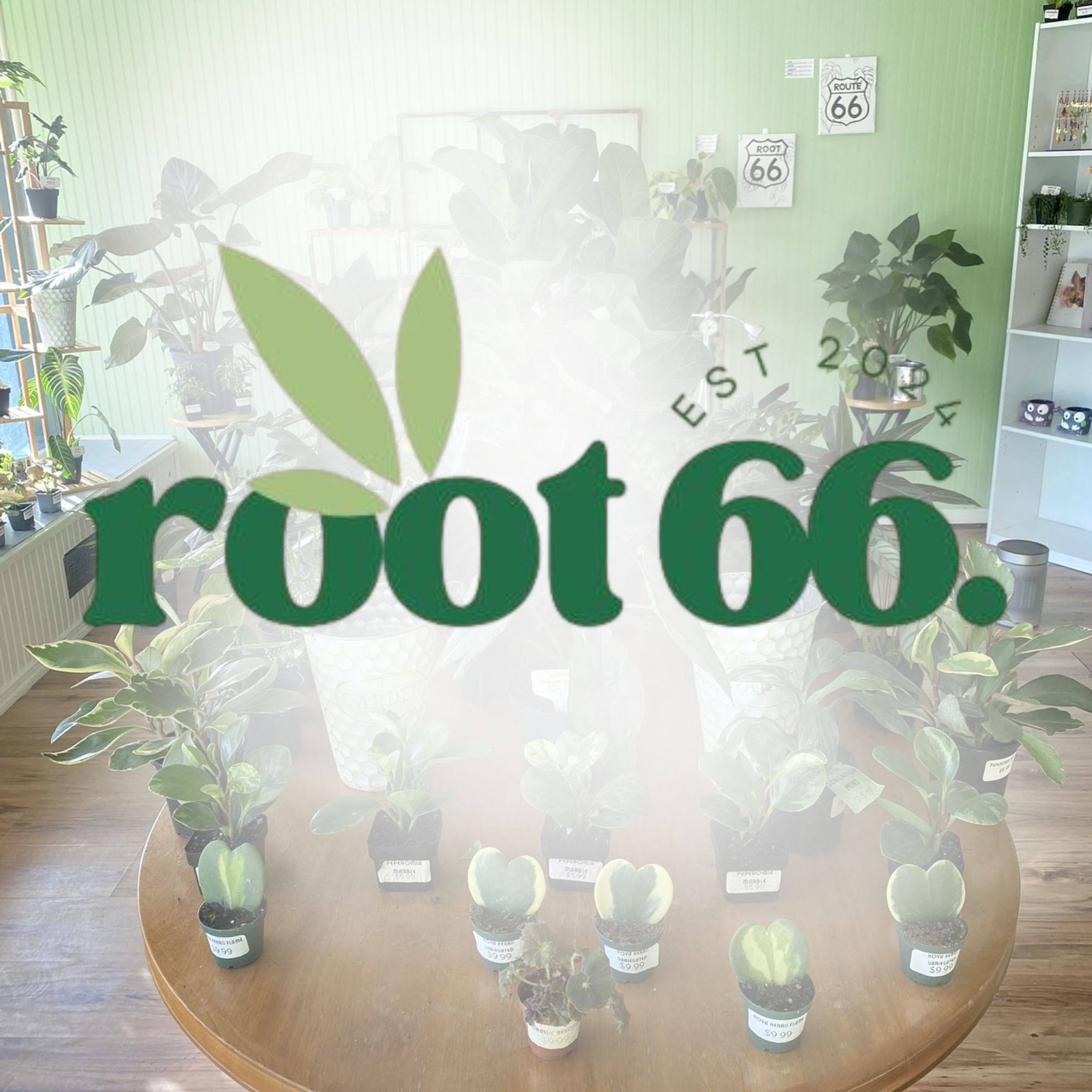 Root 66 Plant Store