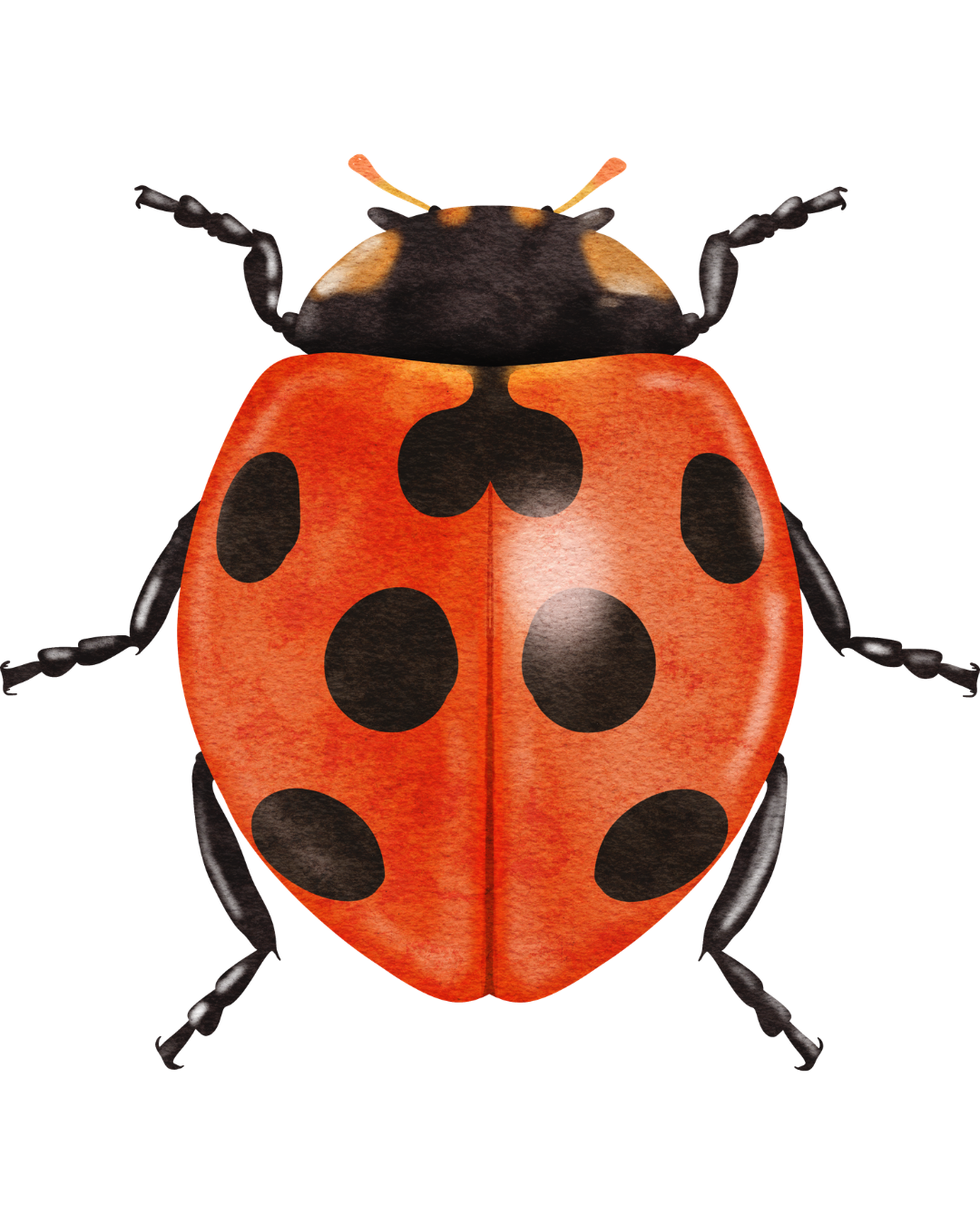 A close-up of a ladybug with a red shell and black spots, black head, and black legs against a black background.